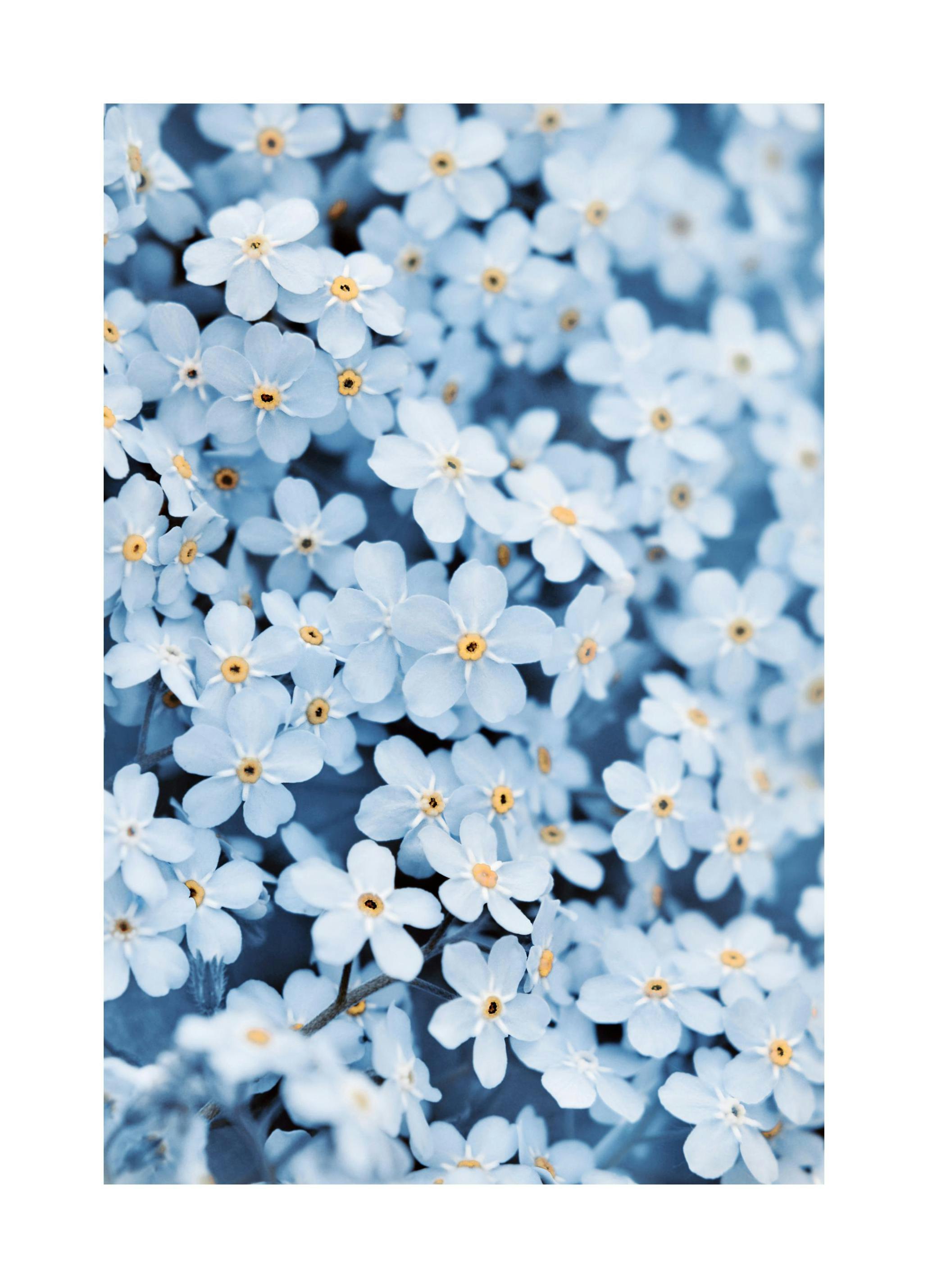 Prints Blue Flower Bed Poster (21x30 cm) - Poster Store