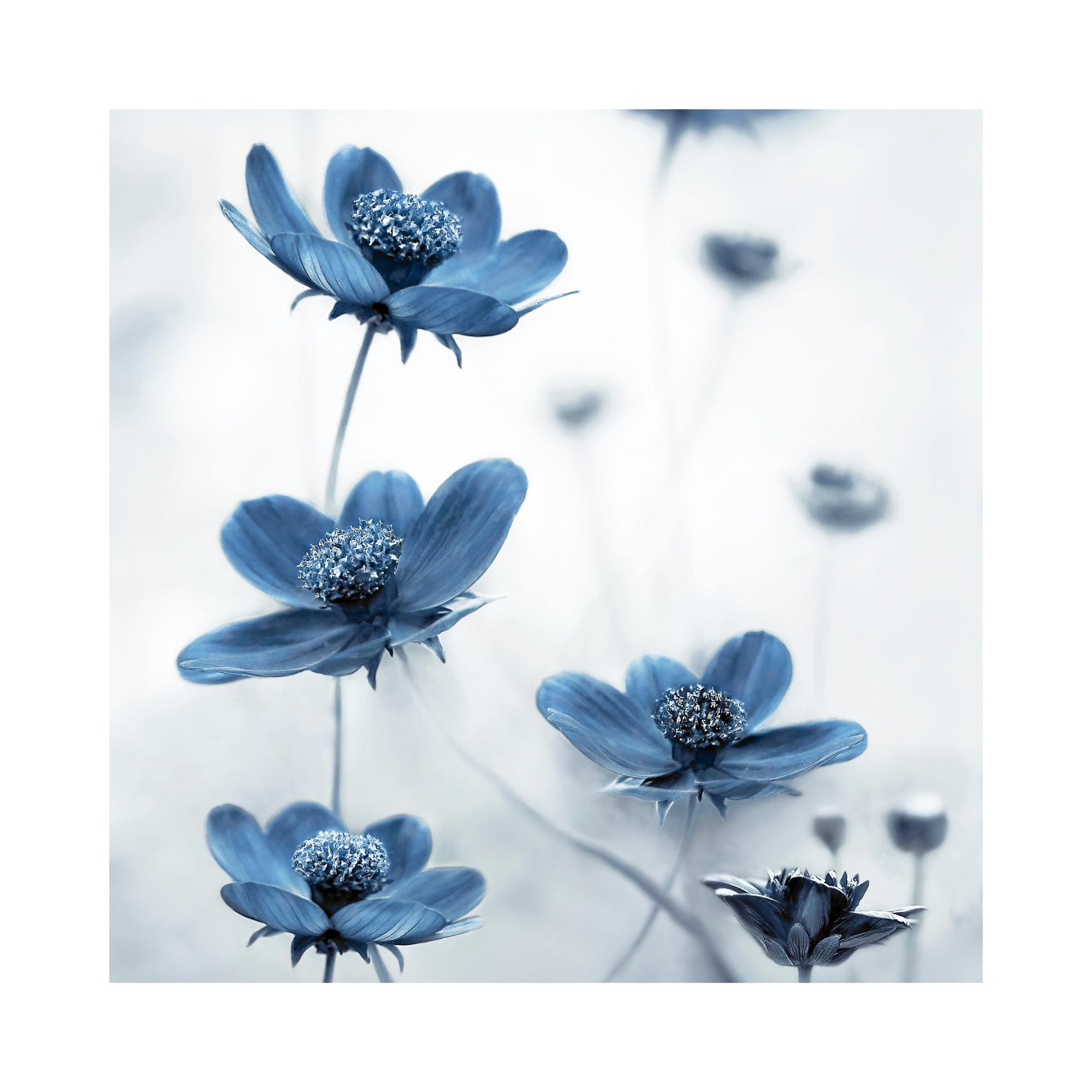 Blue Cosmos Flower Poster | Poster Store US