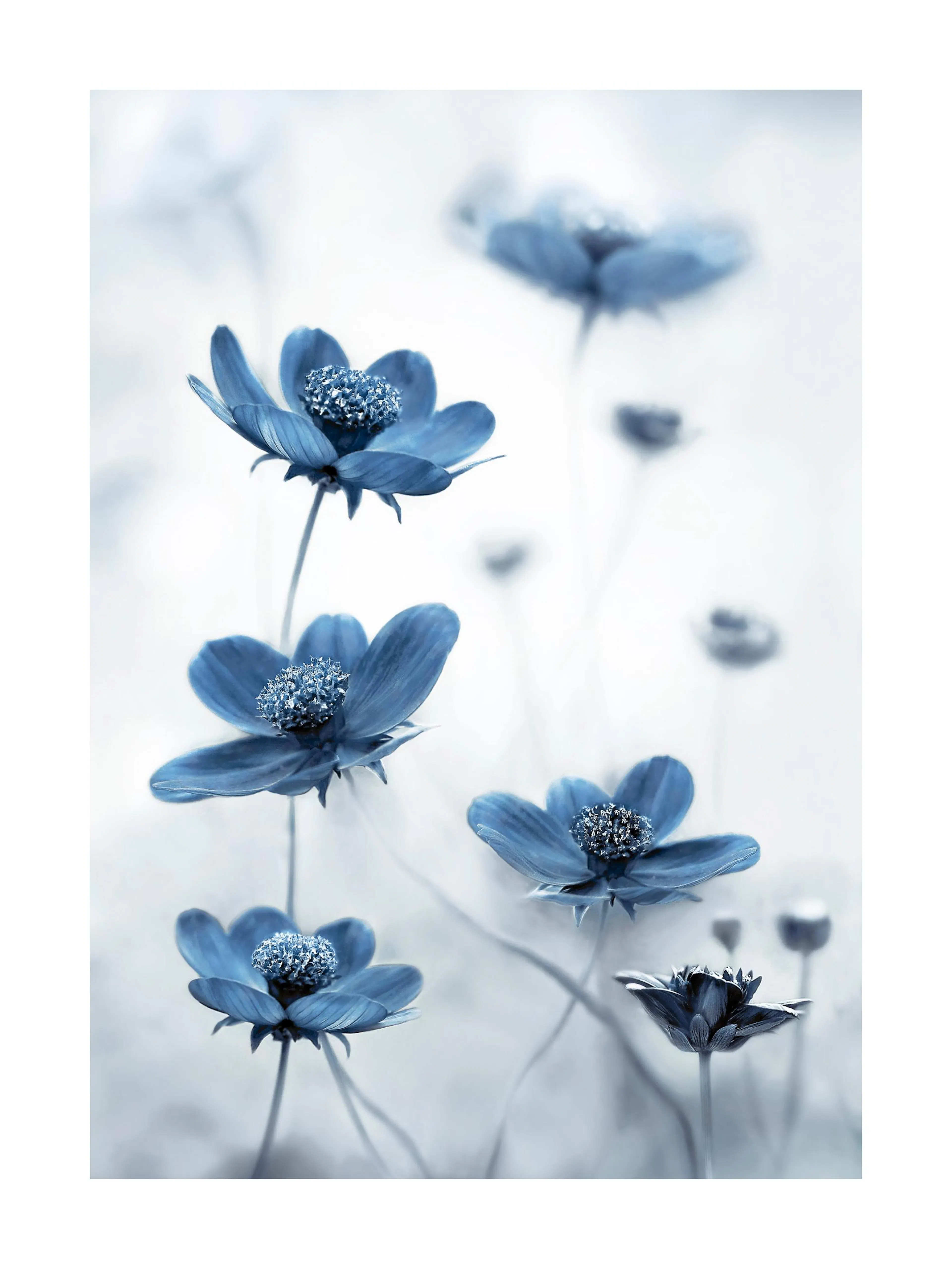 Póster de flores azules con centros texturizados y pétalos suaves sobre un fondo claro y difuminado.
