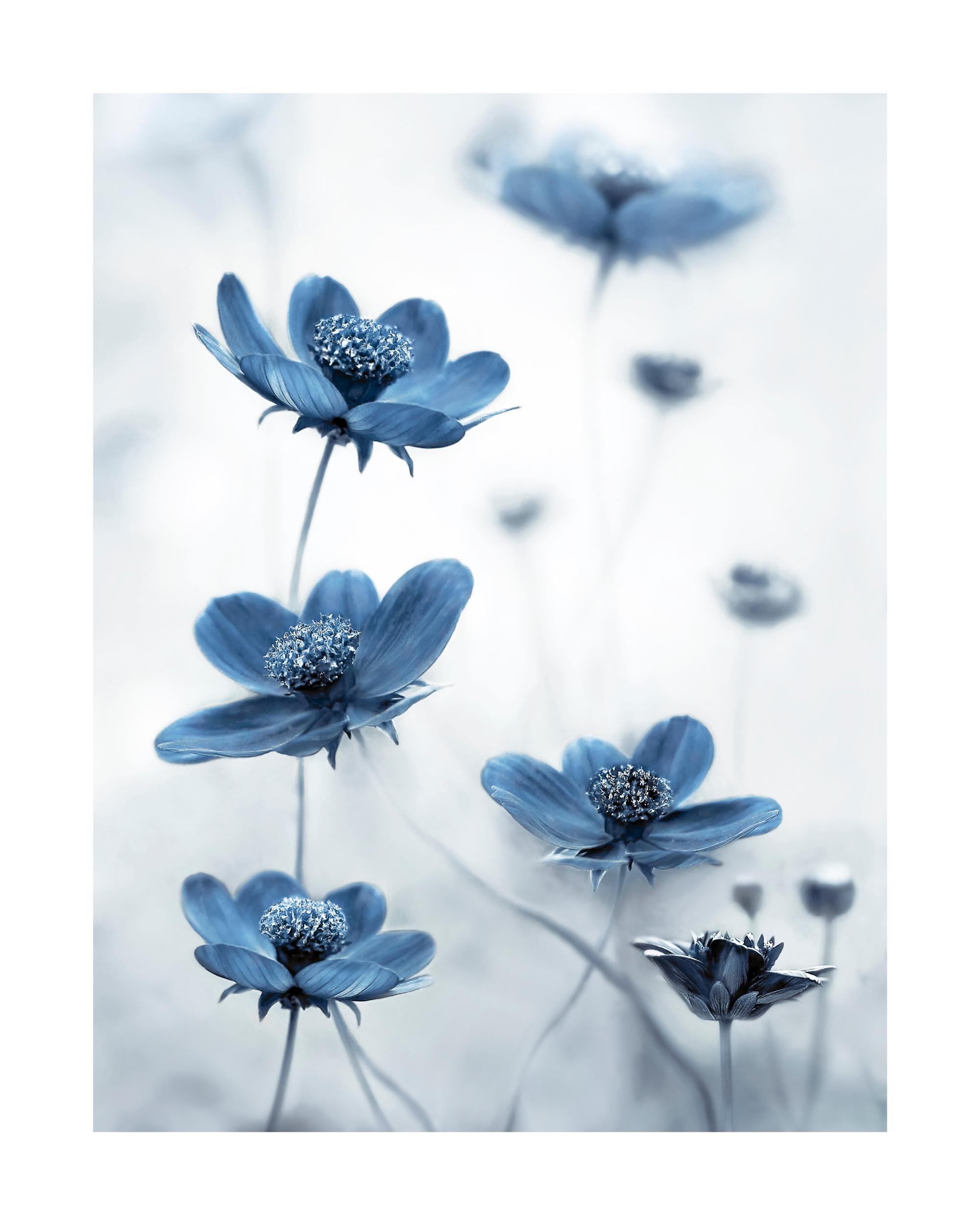 Blue Cosmos Flower Poster | Poster Store CA