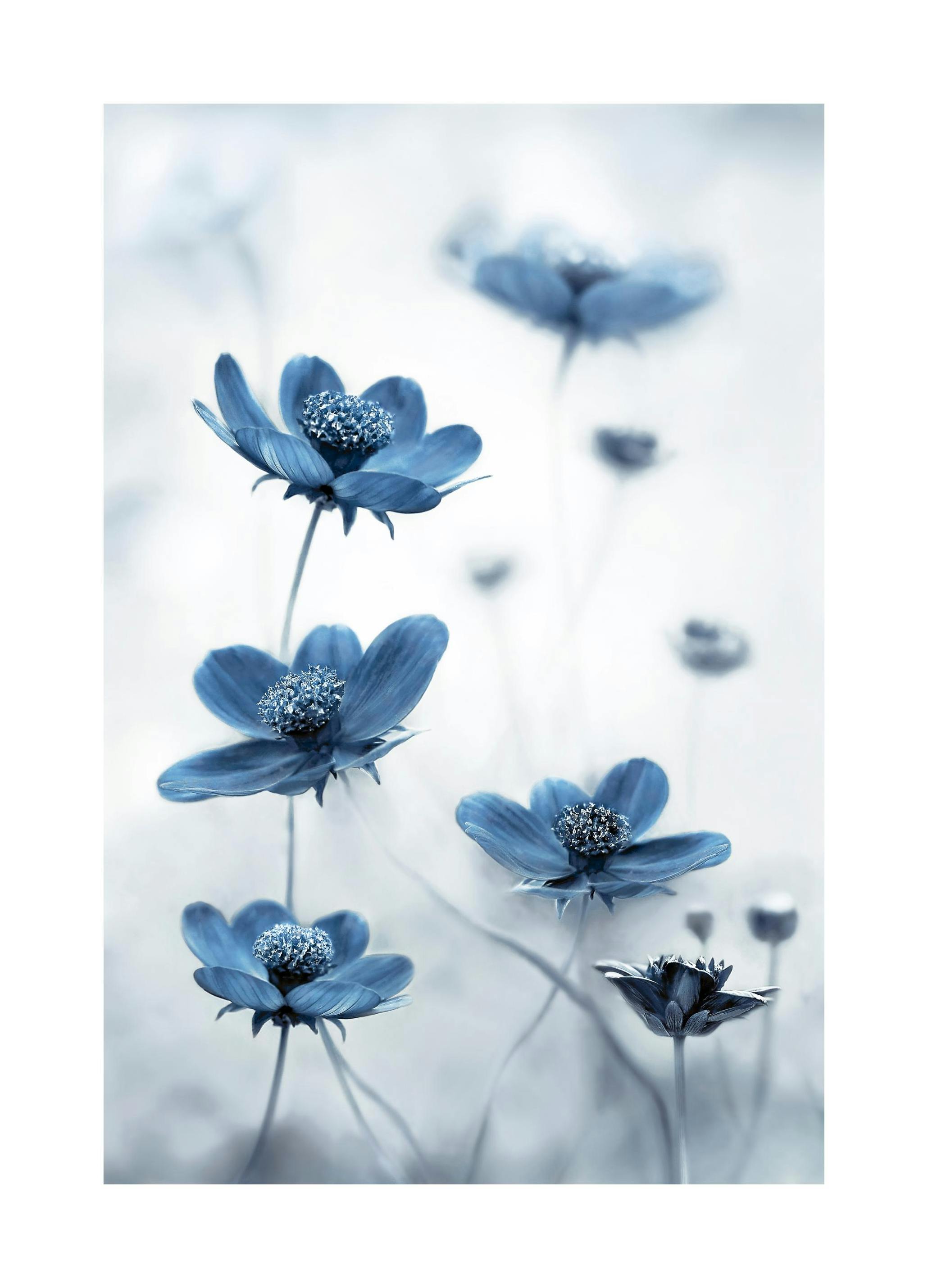 Bauwe Cosmos Bloem Poster (50x70 cm) - Poster Store