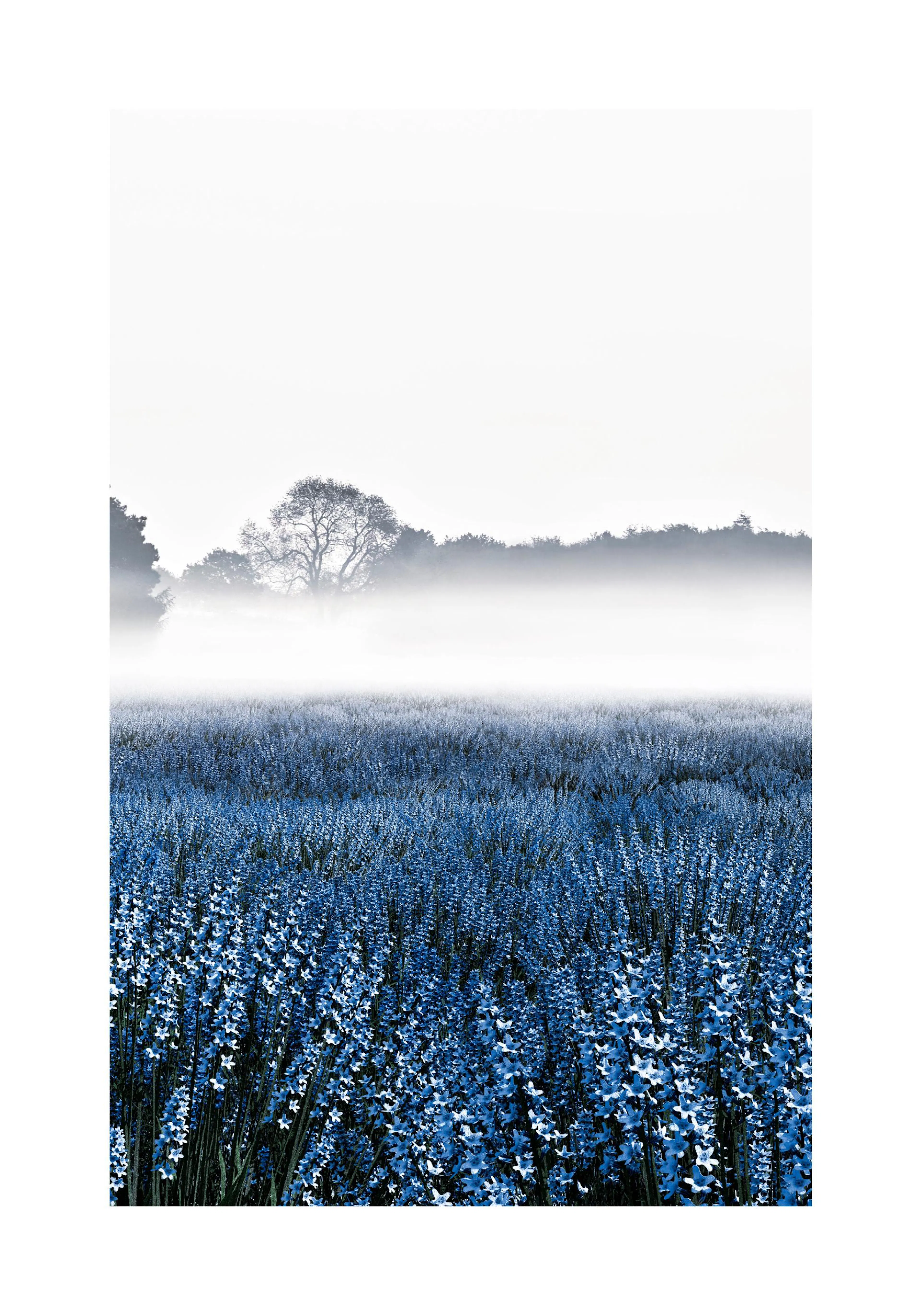 A poster featuring a vibrant blue lavender field shrouded in a soft mist, with dark trees in the background.