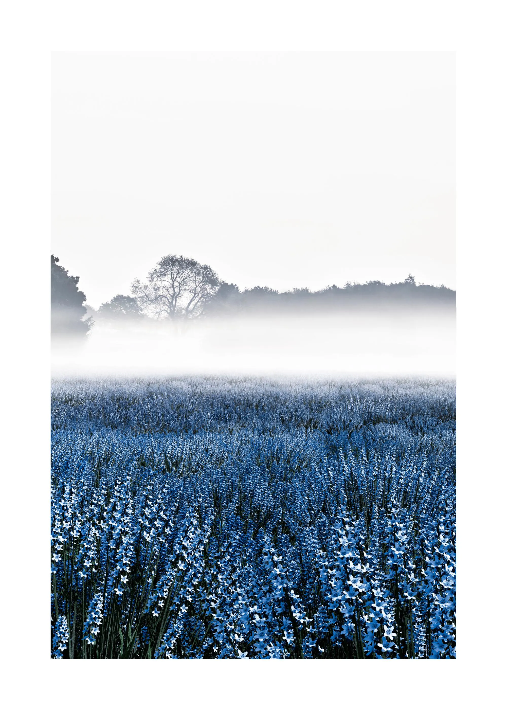 Poster: Ein Feld mit blauen Lavendelblüten, darüber Nebel und im Hintergrund Bäume.