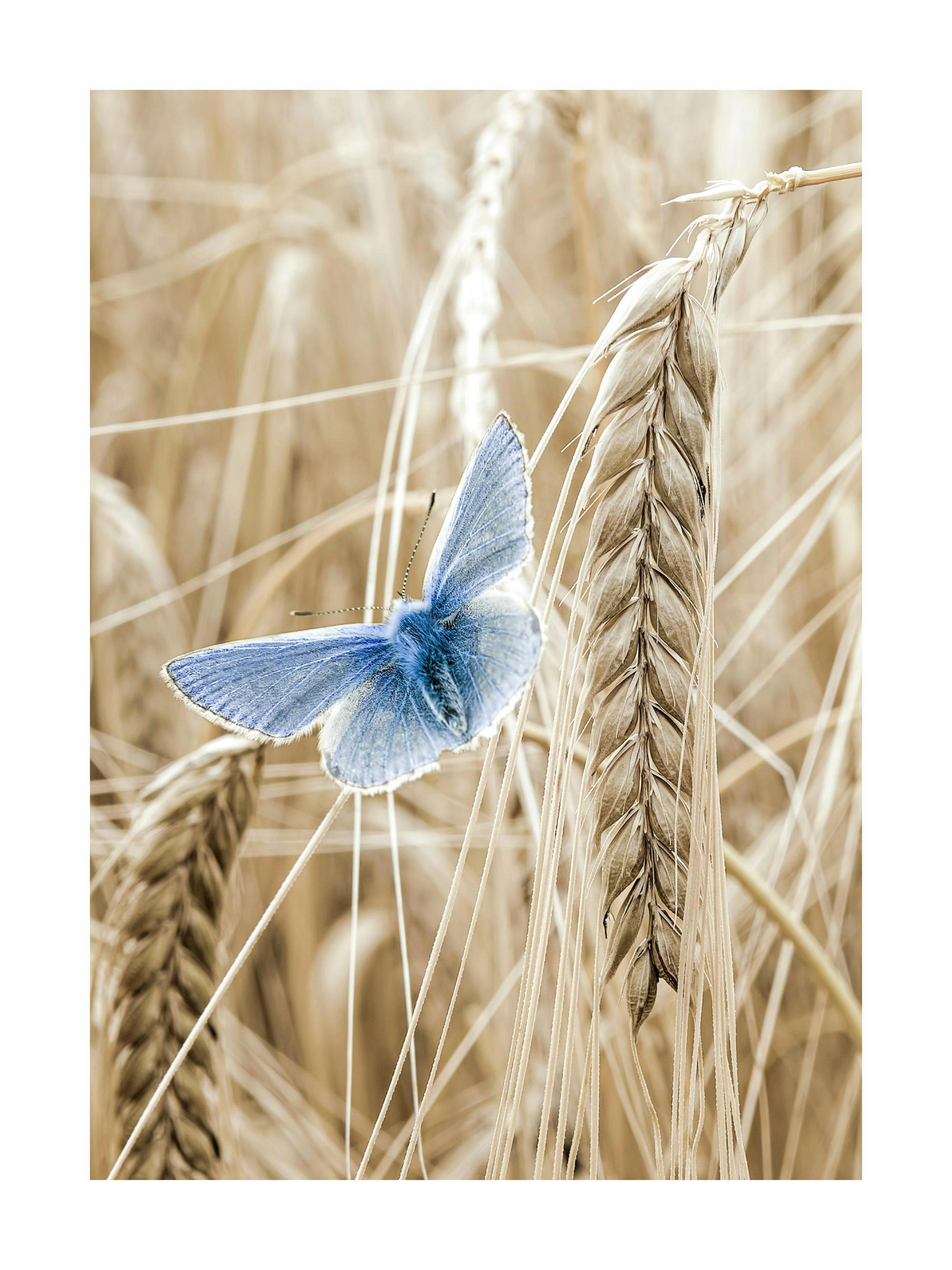 Póster de una mariposa azul en un campo de trigo dorado, destacando su color vibrante sobre tonos neutros.