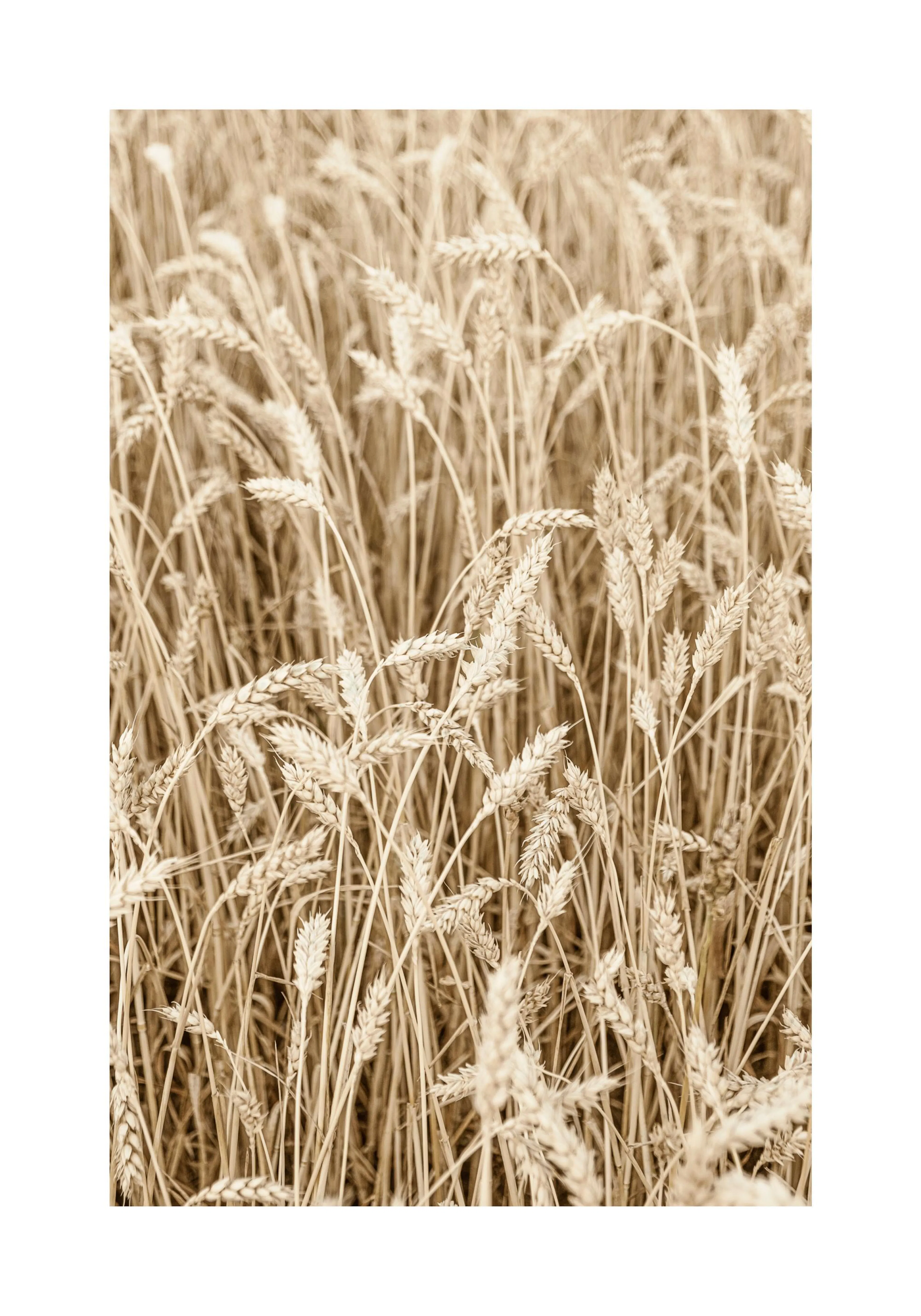 A sepia-toned poster of a field of ripe wheat, with golden stalks and grains filling the frame.