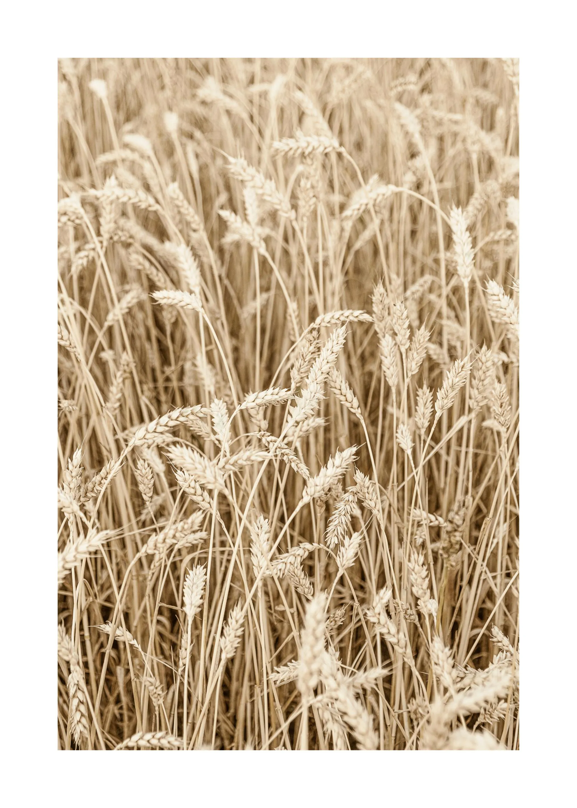 Poster eines Weizenfeldes mit goldenen Ähren und Stängeln in warmen Sepia-Tönen.