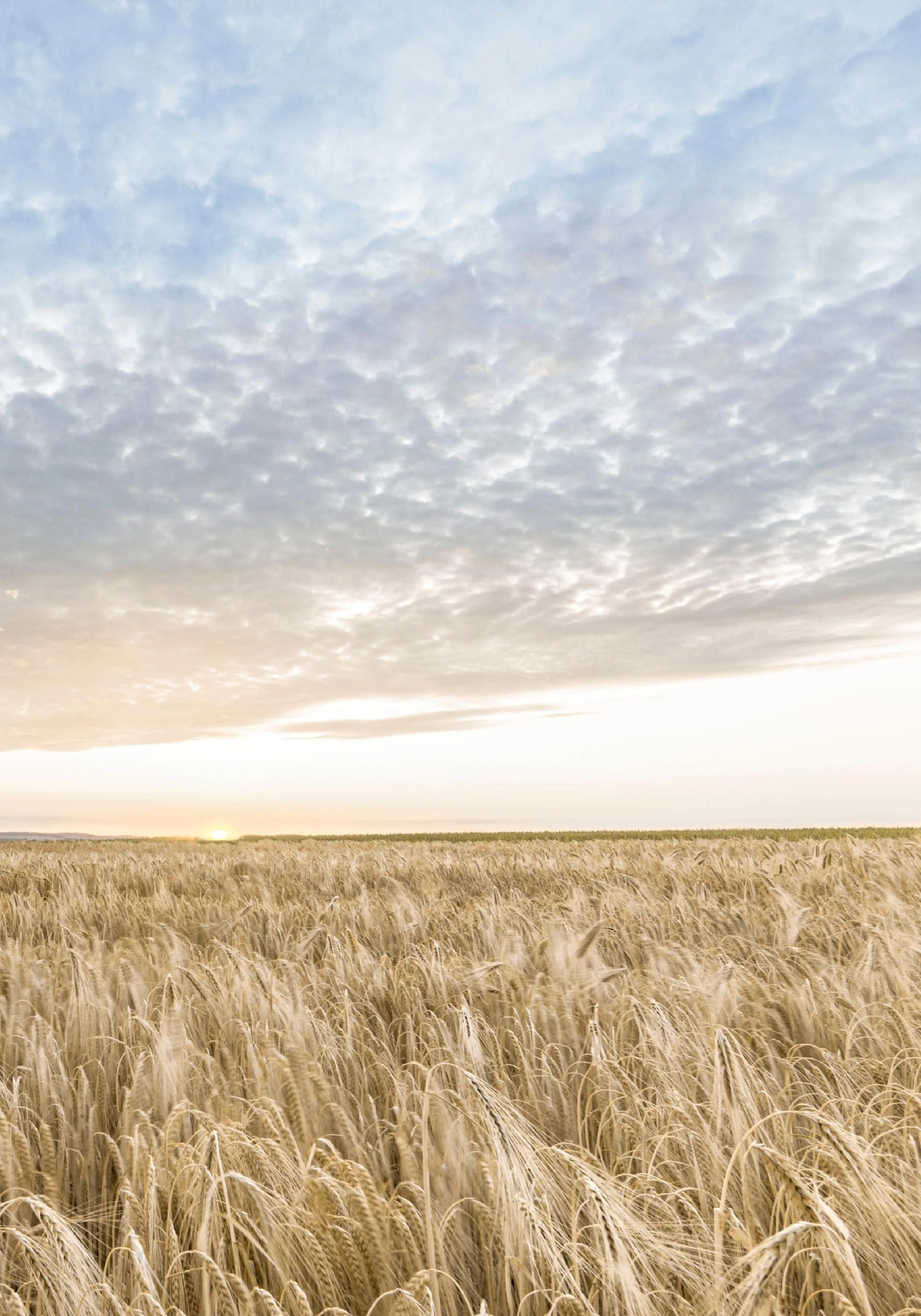 A poster depicting a golden wheat field under a pale blue sky with soft, white clouds and a bright distant sun.
