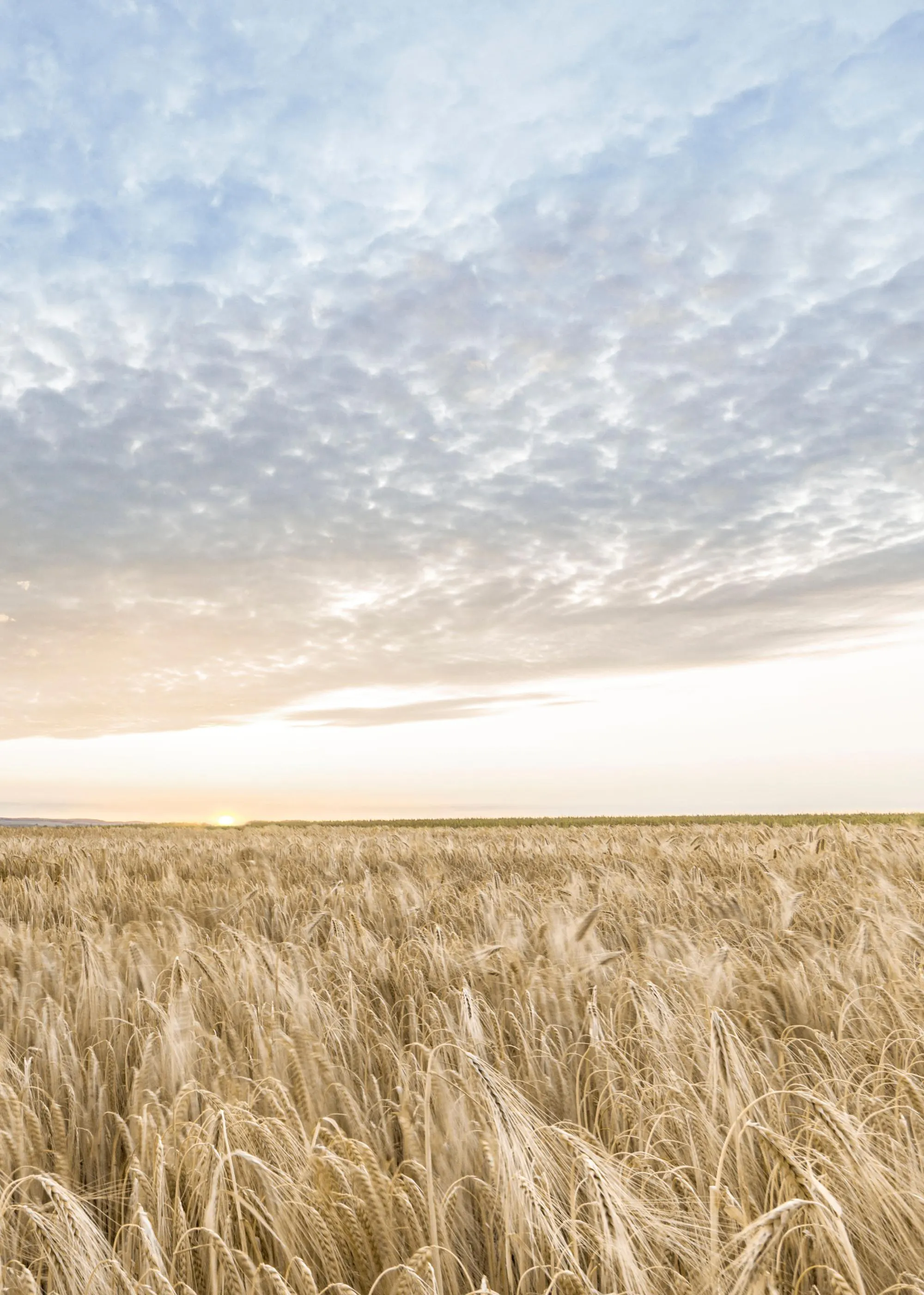 Ein Poster eines goldenen Kornfeldes unter einem bewölkten Himmel mit der aufgehenden Sonne am Horizont.