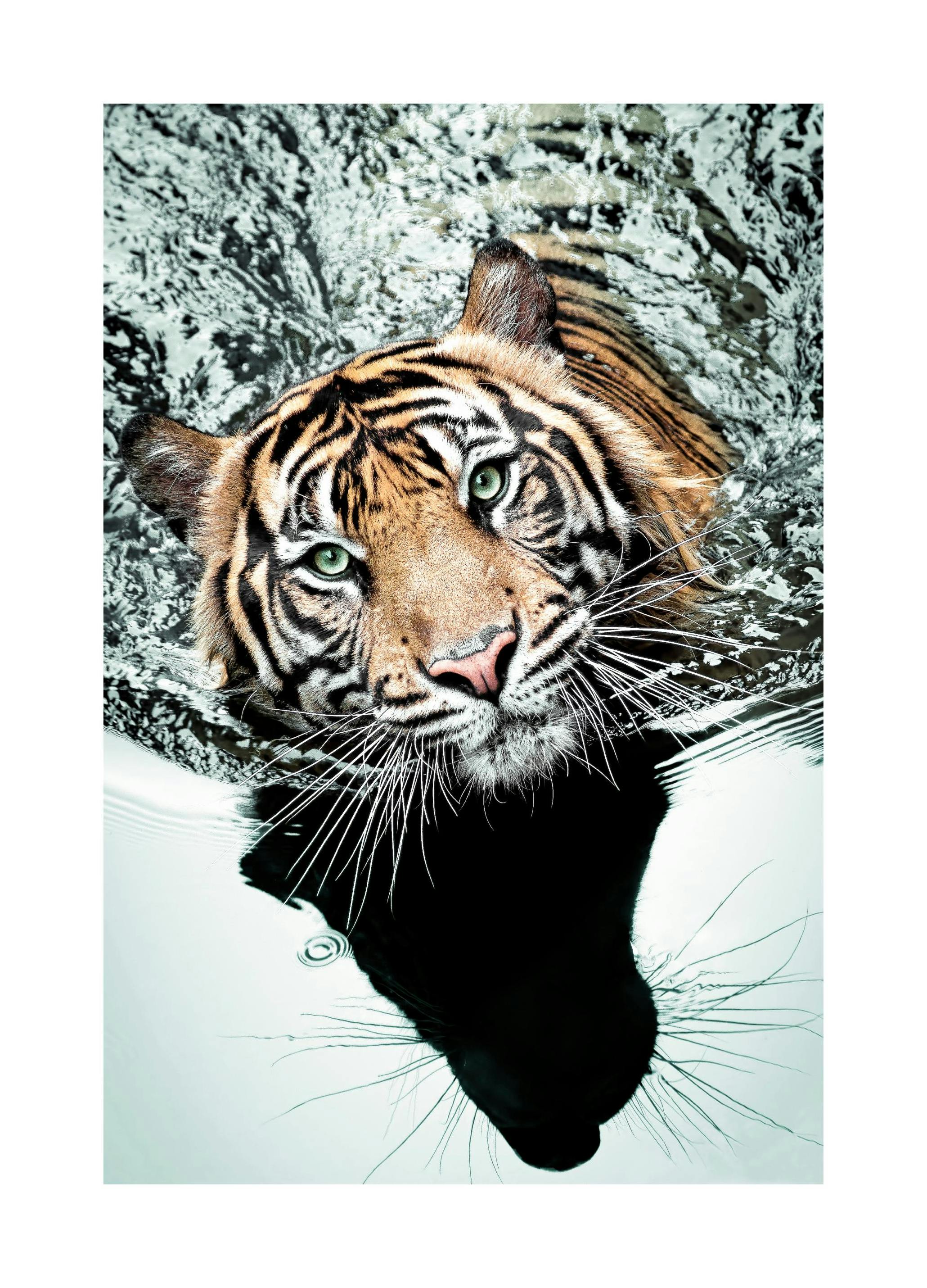 Swimming Tiger Poster (50x70 cm) - Poster Store