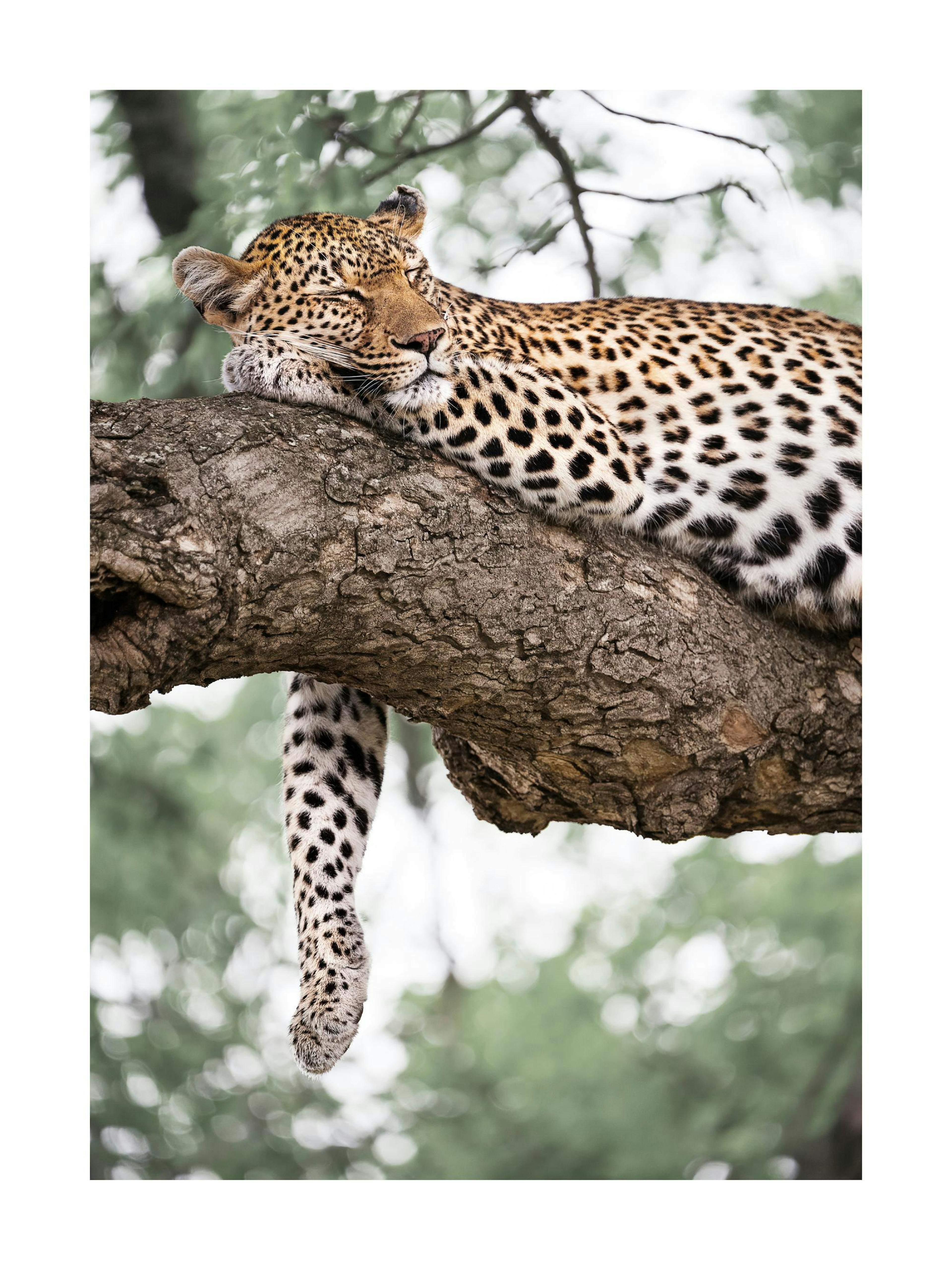 A poster featuring a leopard with black spots resting on a tree branch, with its paw hanging down.
