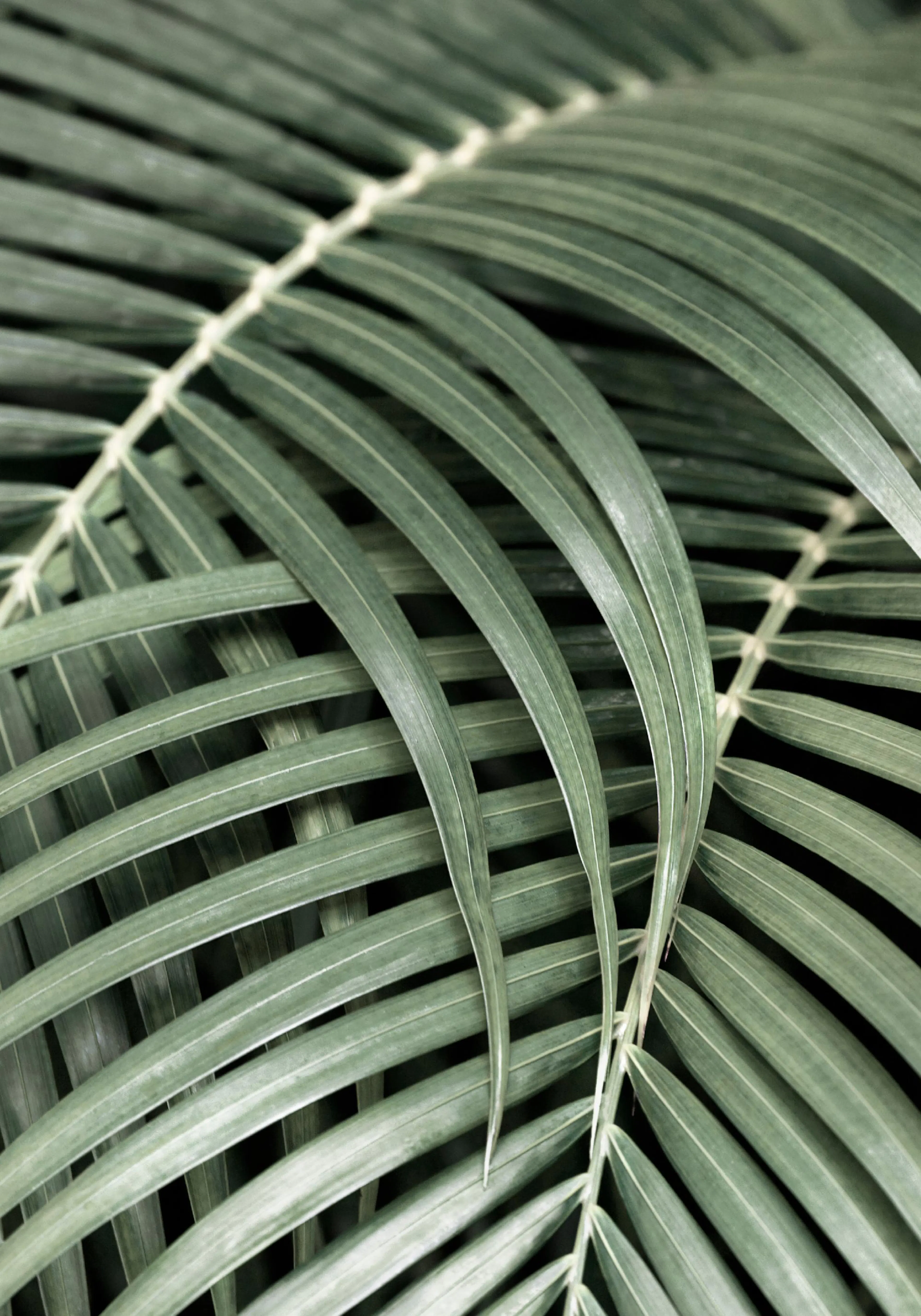 A poster featuring a close-up of dark green palm leaves with light green midribs, creating a natural pattern.