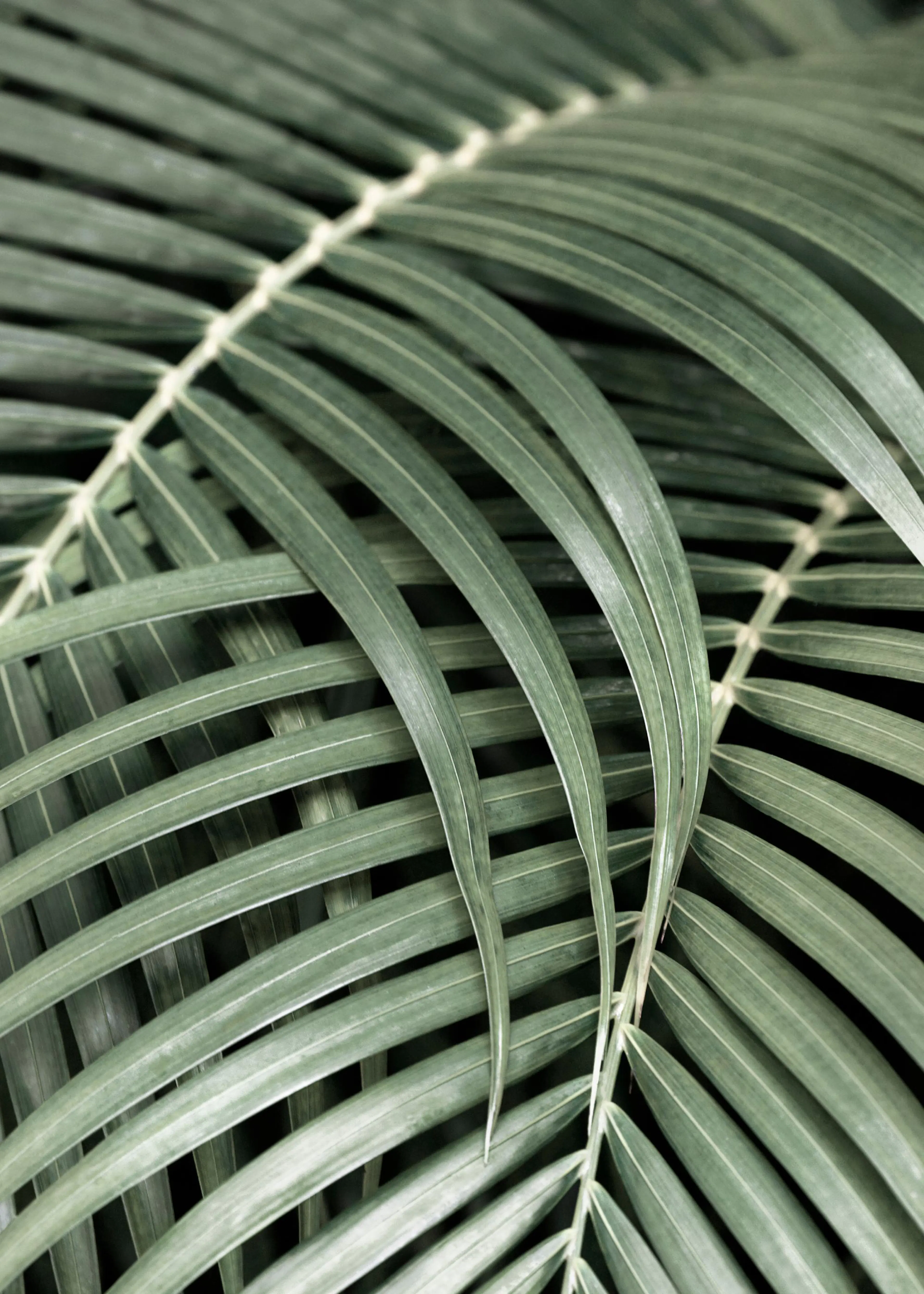 En poster som visar en närbild av gröna palmblad som ligger omlott.