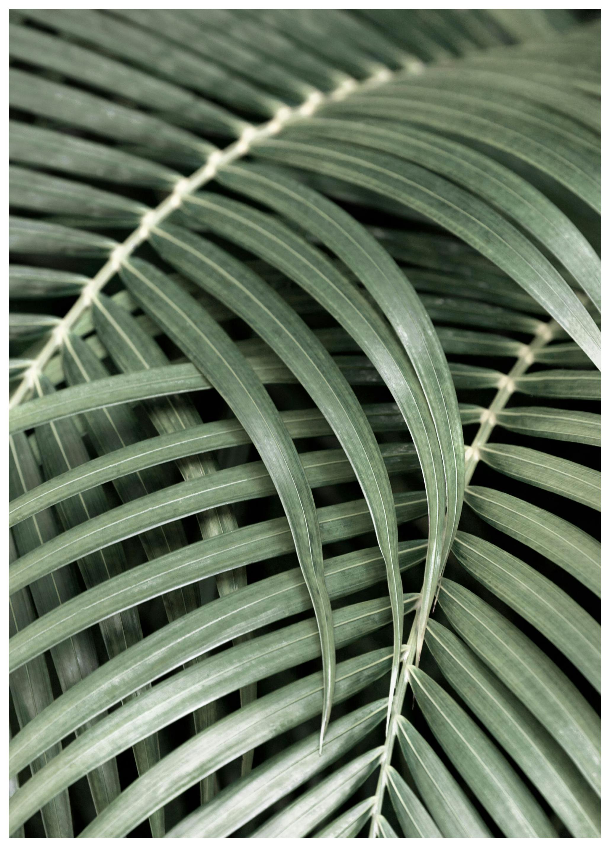 Coconut Palm Leaves Poster (21x30 cm) - Poster Store