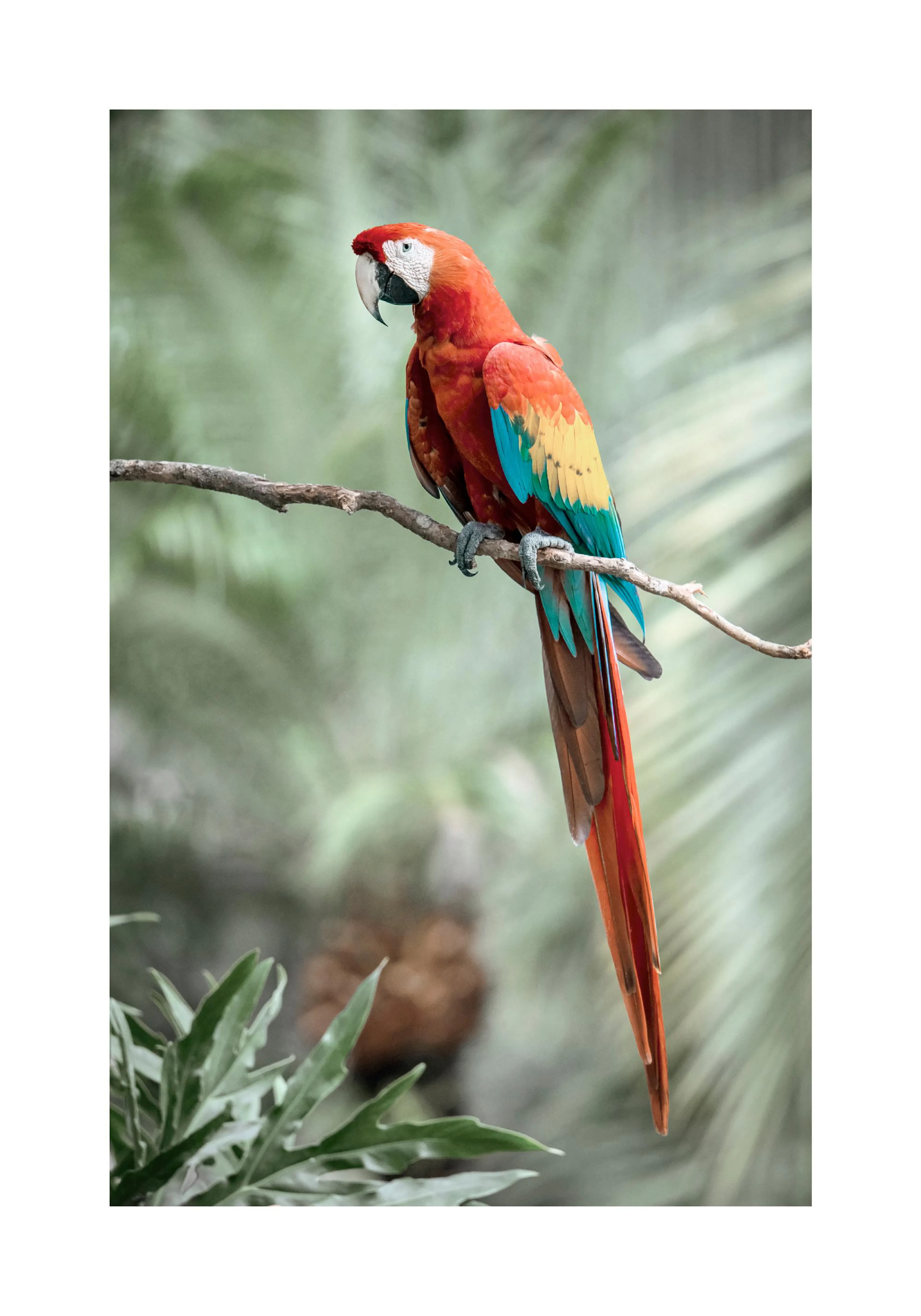 A poster featuring a vibrant red, blue, and yellow macaw perched on a branch, with a soft green background.