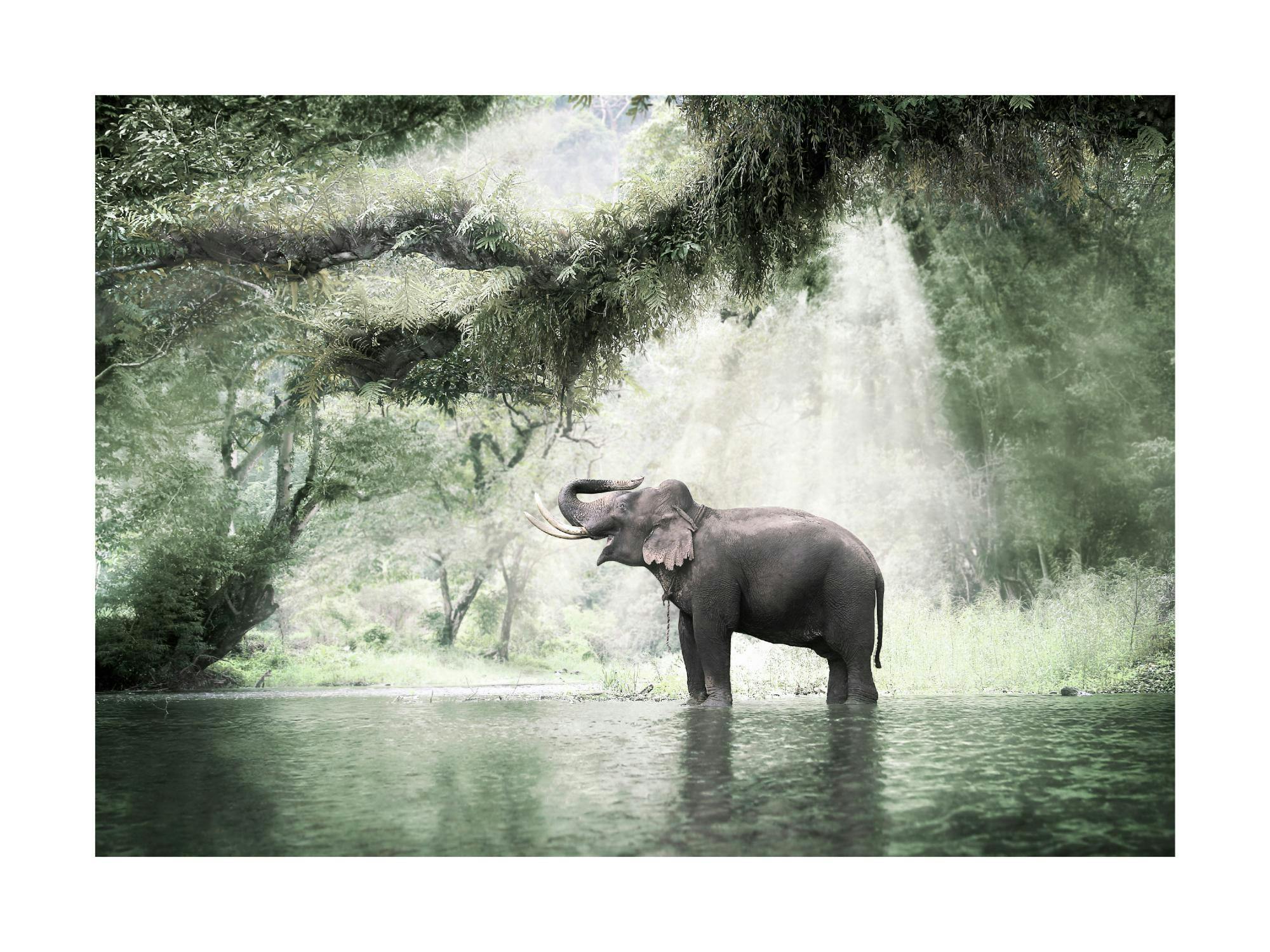 Plakat przedstawiający słonia z trąbą uniesioną do góry, stojącego w wodzie na tle gęstego lasu.