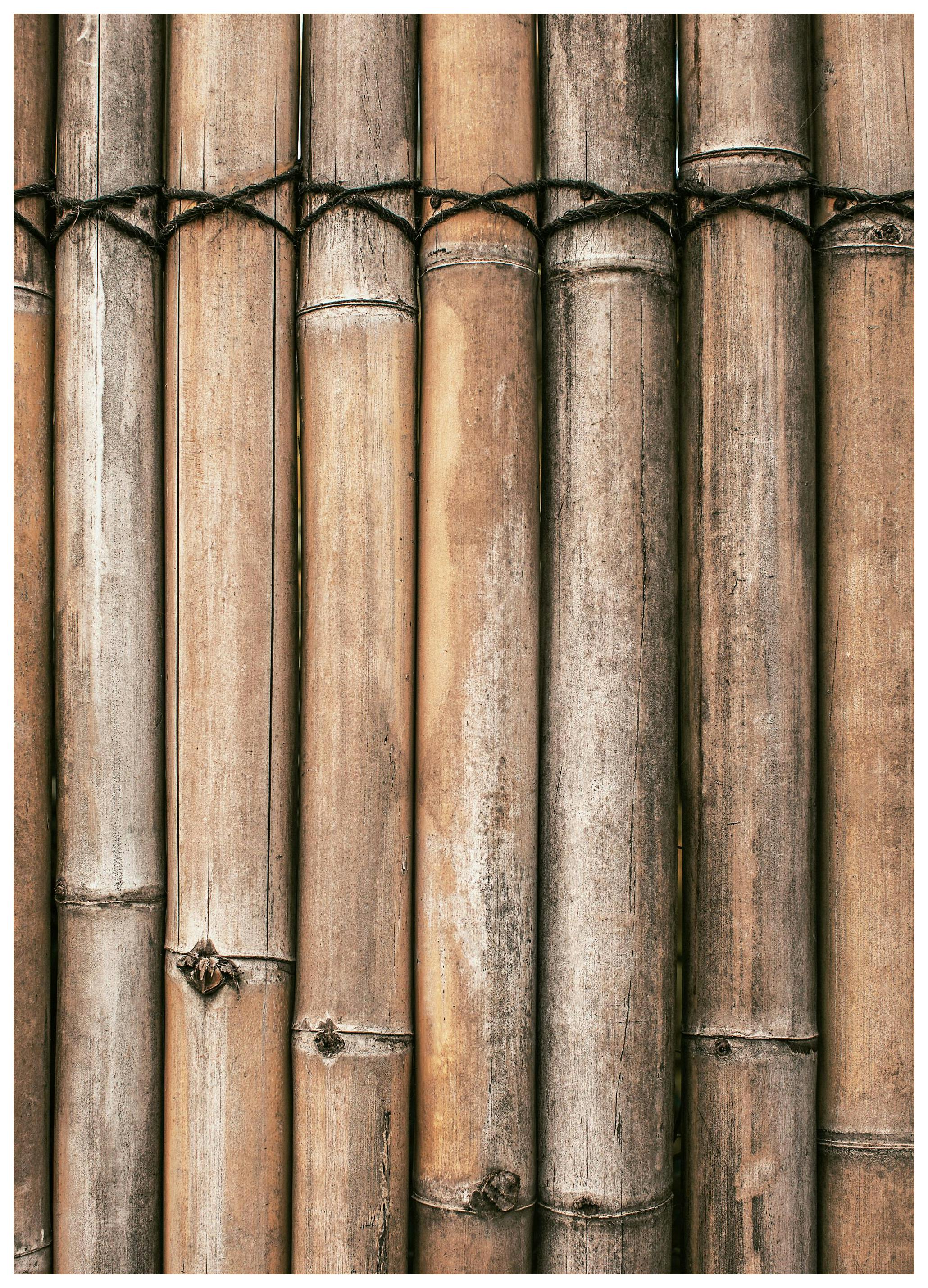 Bambu Poster (21x30 cm) - Poster Store