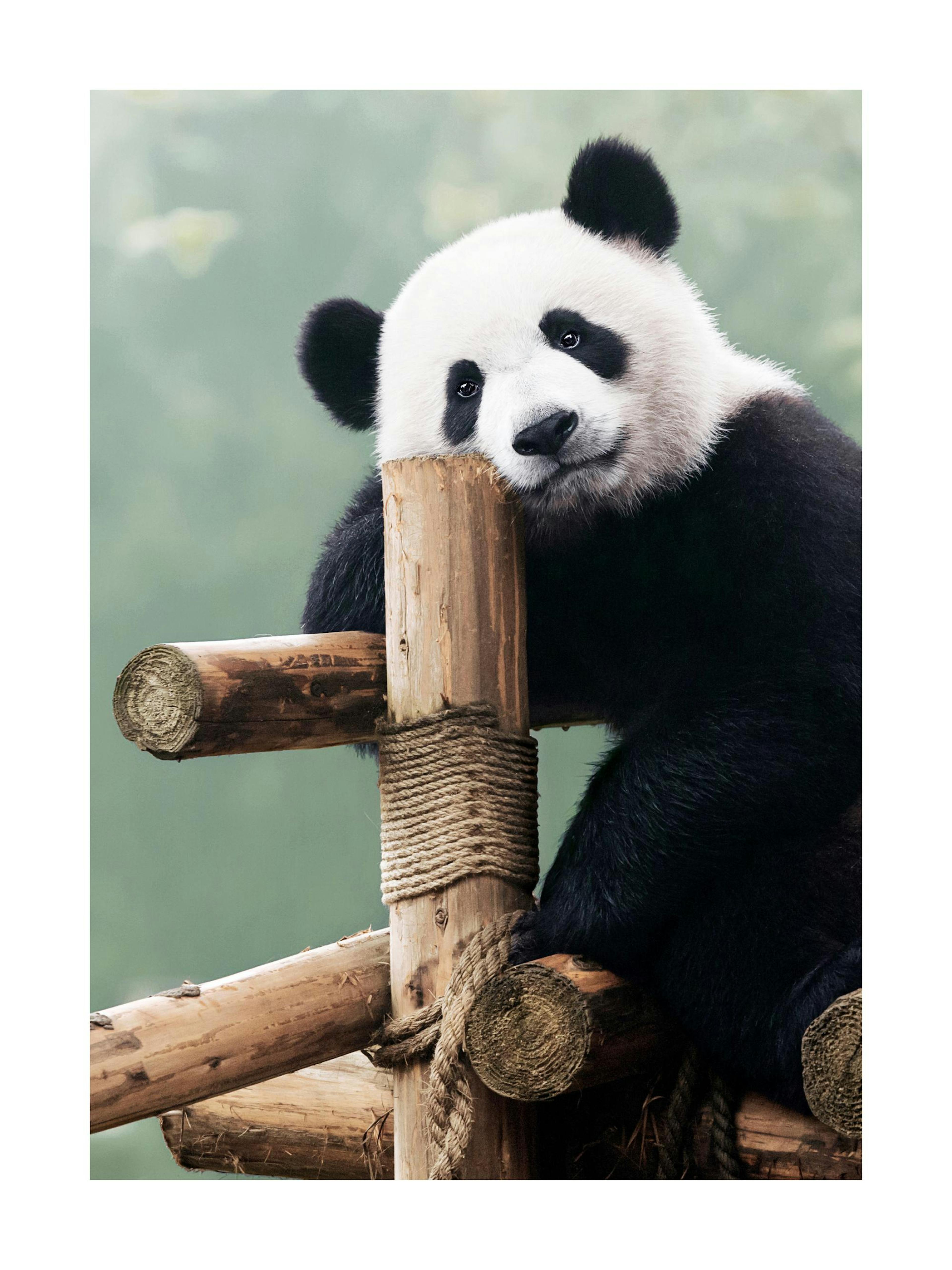 A poster of a cute panda resting its head on a wooden structure, displayed in a living room next to a brown leather sofa and a p