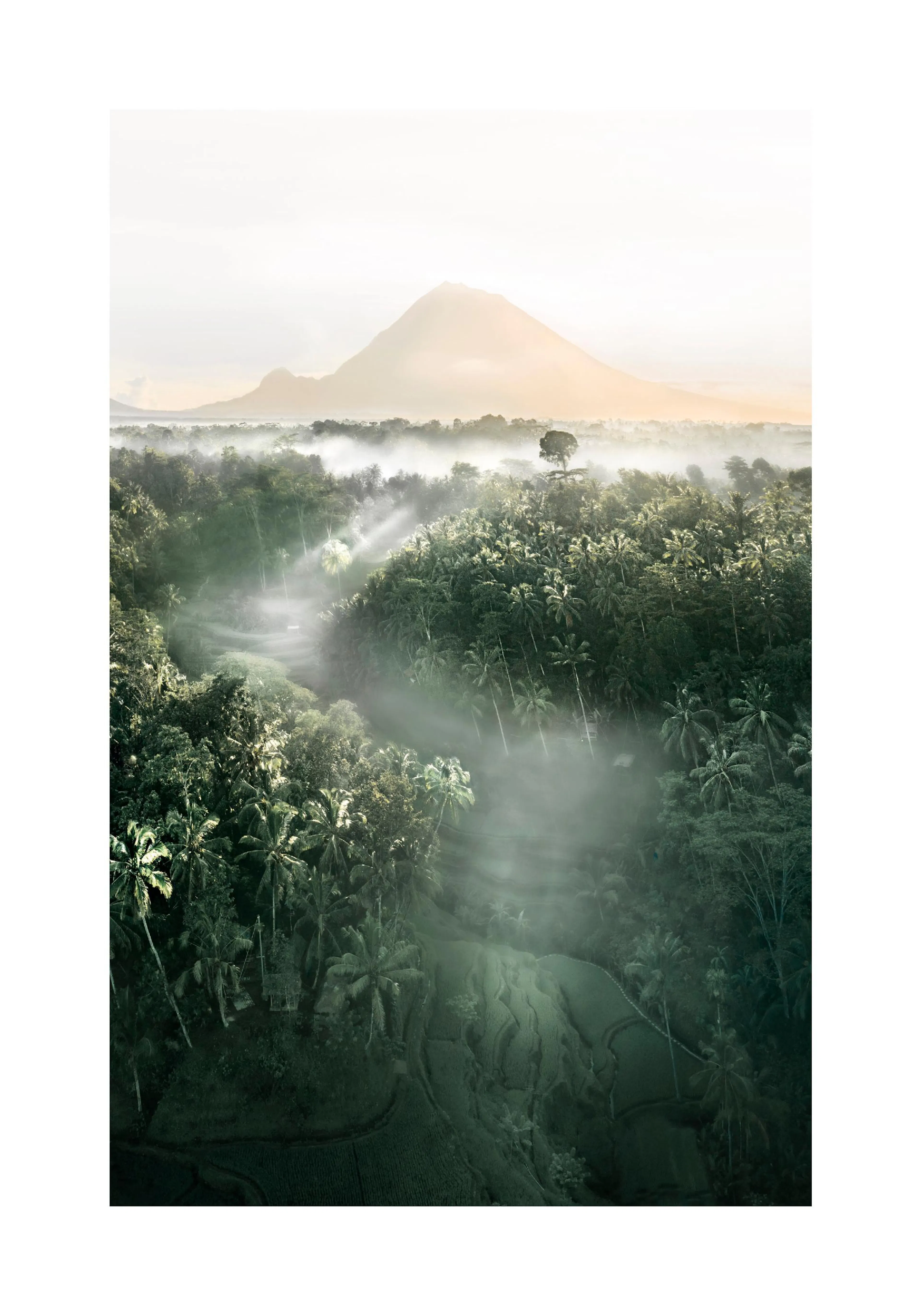 A poster depicting a lush green jungle with palm trees and fog, with a large misty mountain in the background.