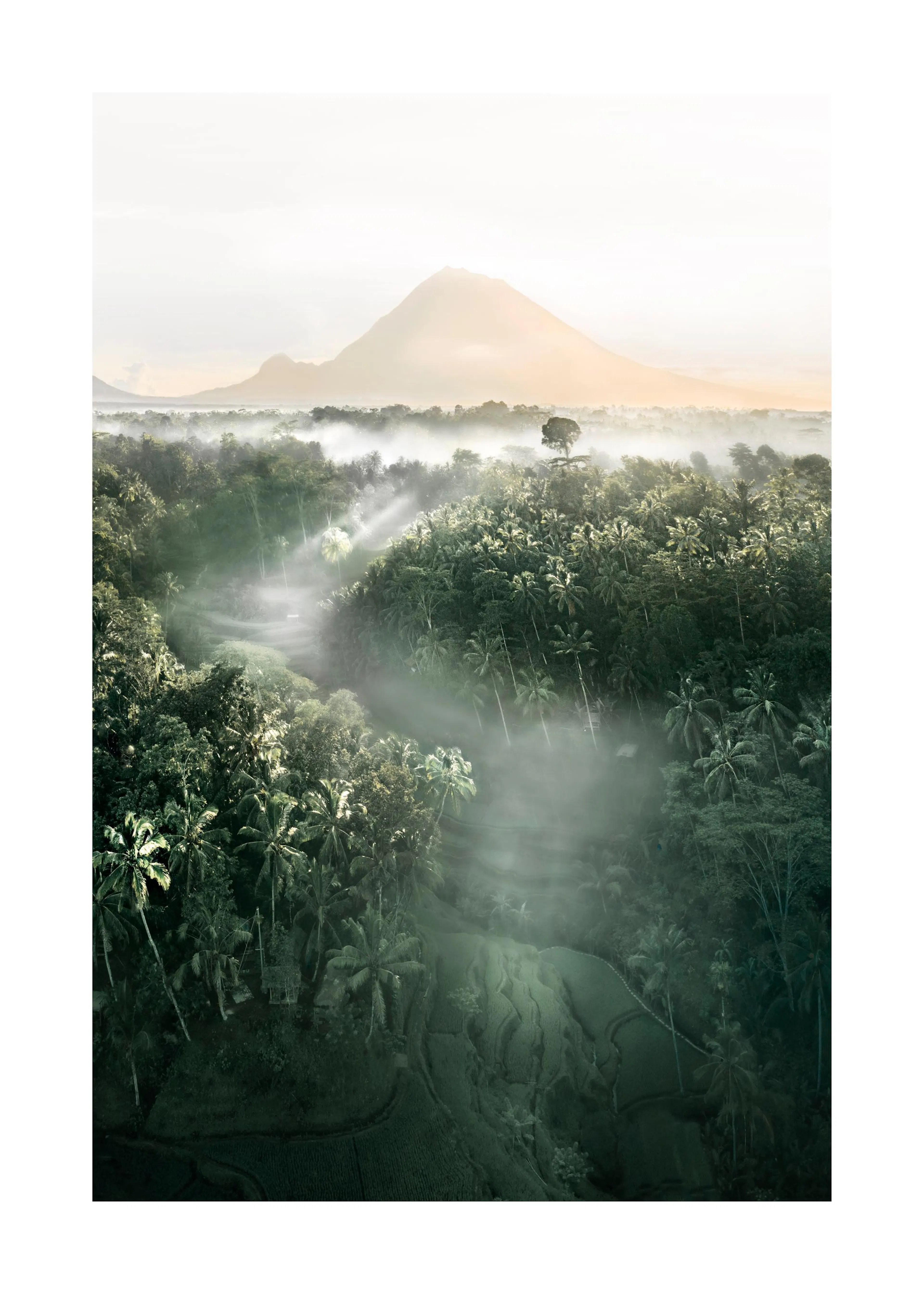 En poster som visar en dimmig tropisk skog med palmer och berg i bakgrunden vid soluppgången.