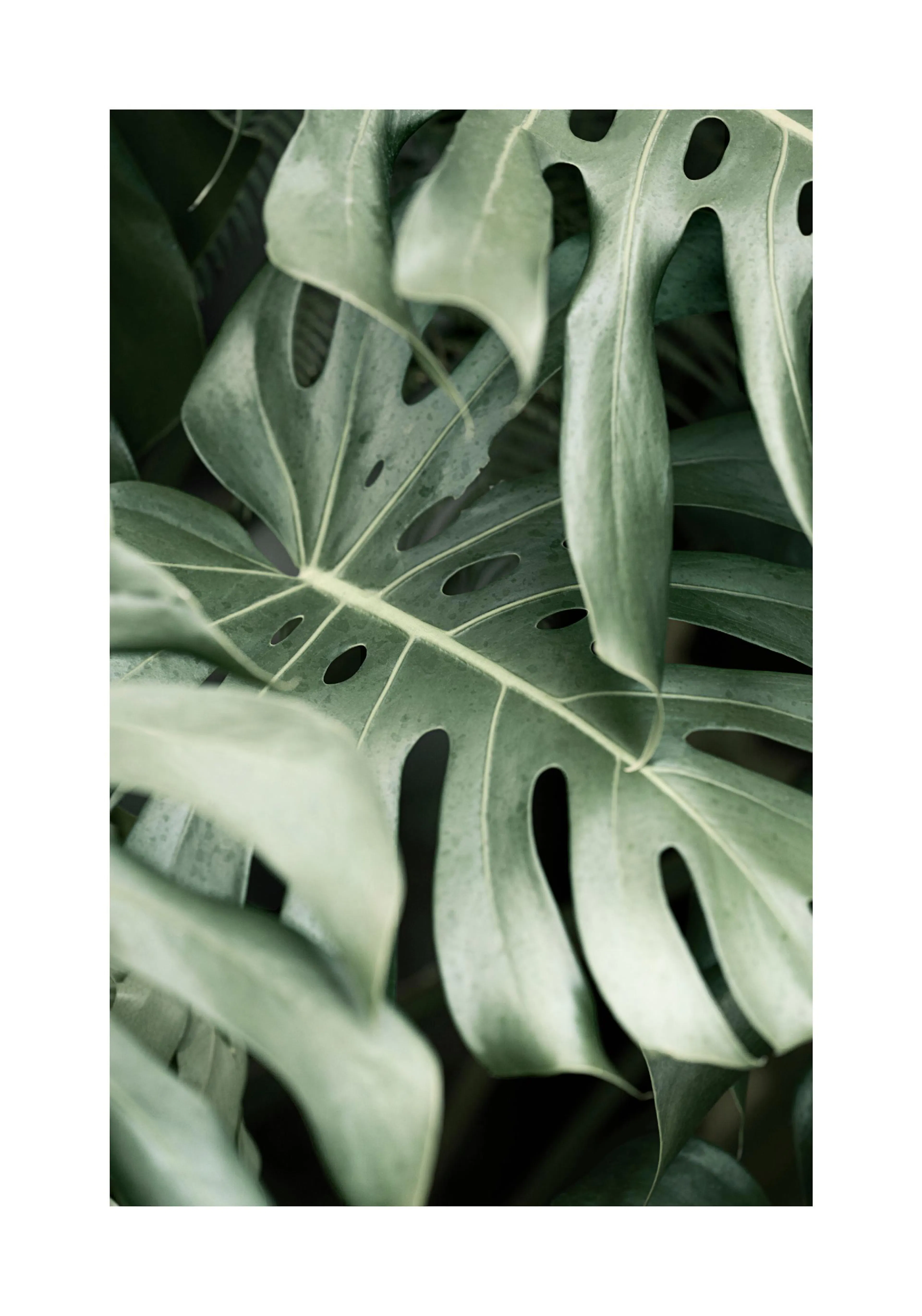 A poster featuring a close-up of a large green Monstera plant leaf with natural holes and distinct veins.