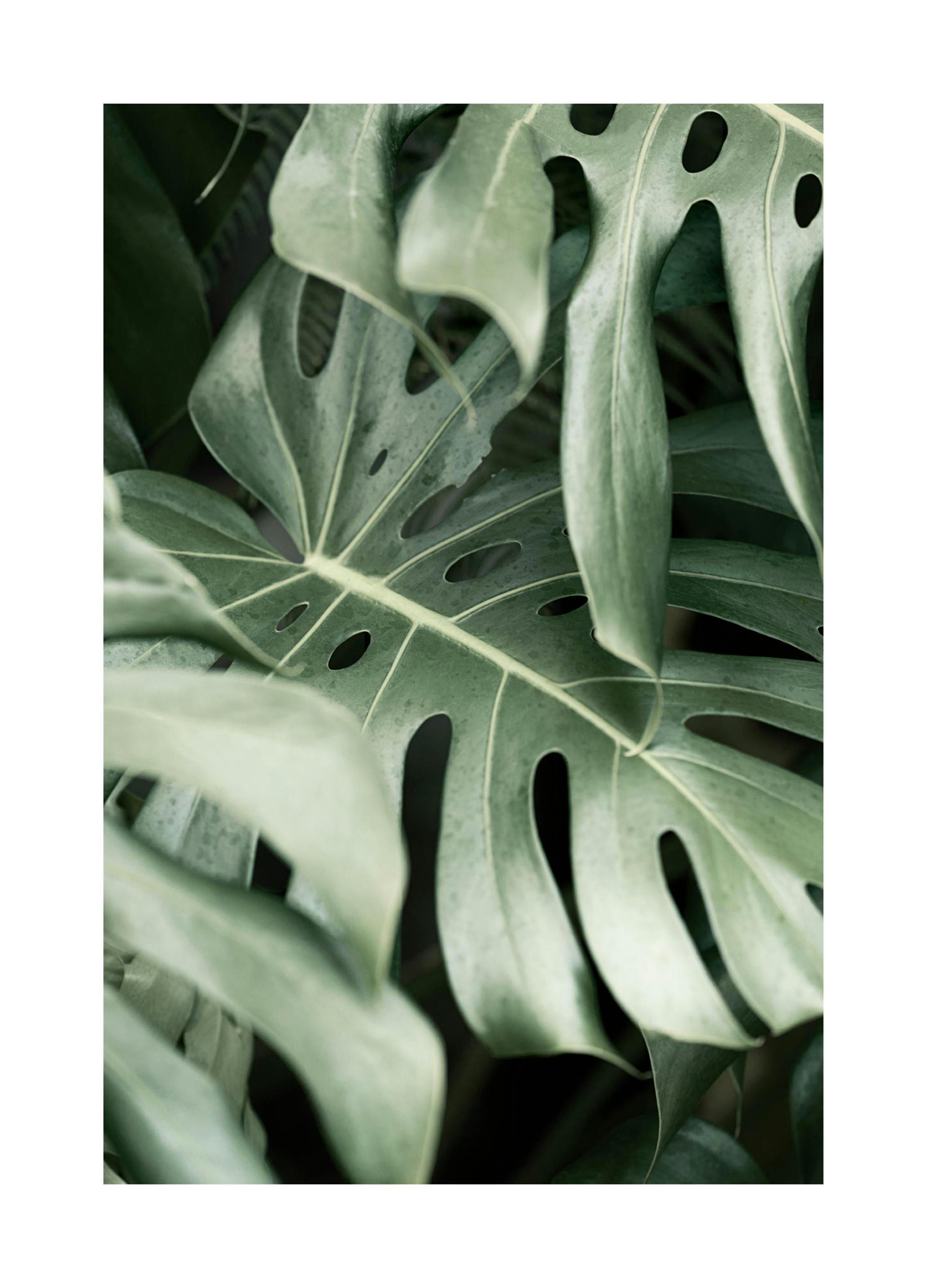 Tropisk Monstera Poster (21x30 cm) - Poster Store