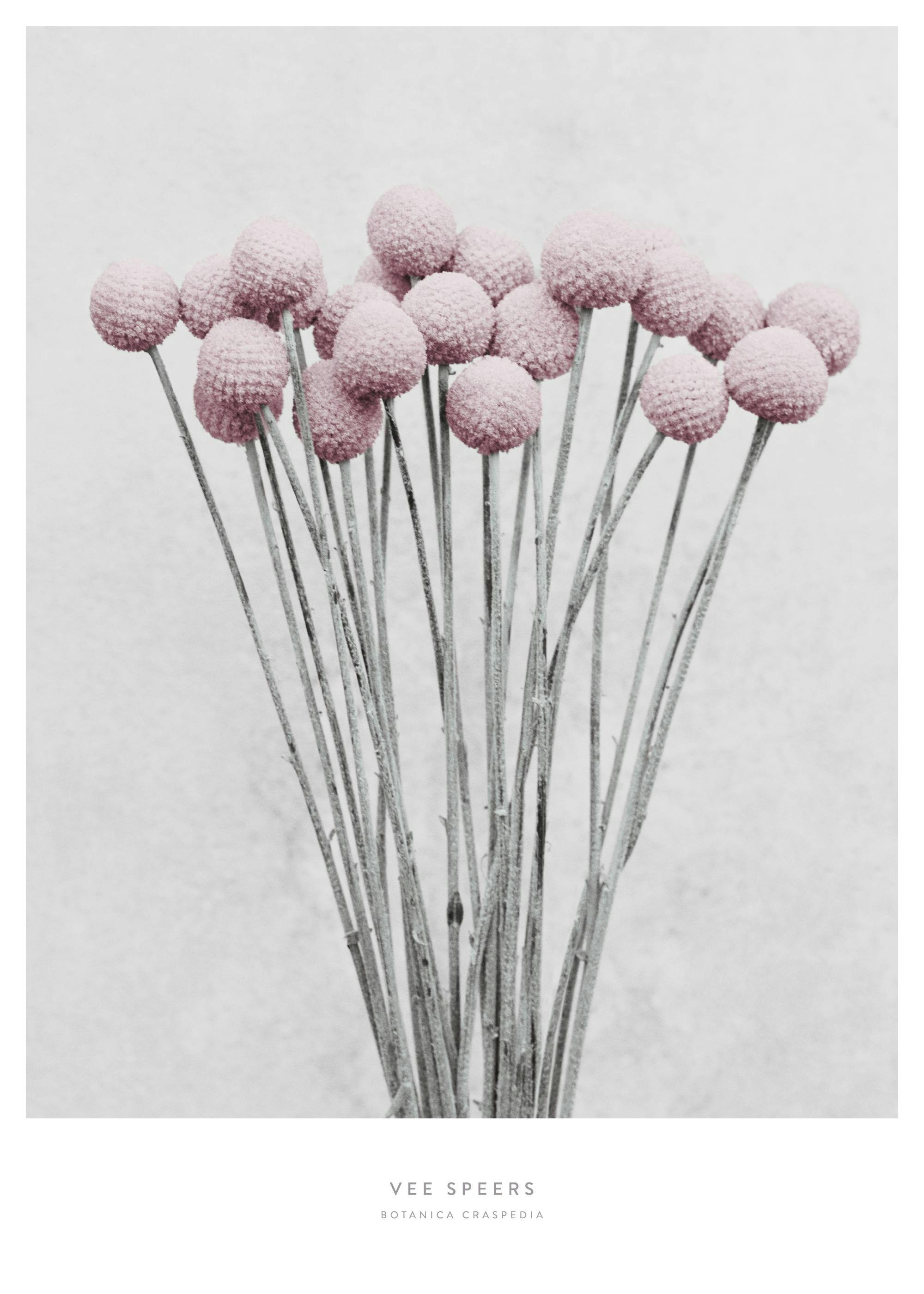 Plakat med rosa craspedia-blomster med runde hoder og tynne stilker mot en lys bakgrunn.