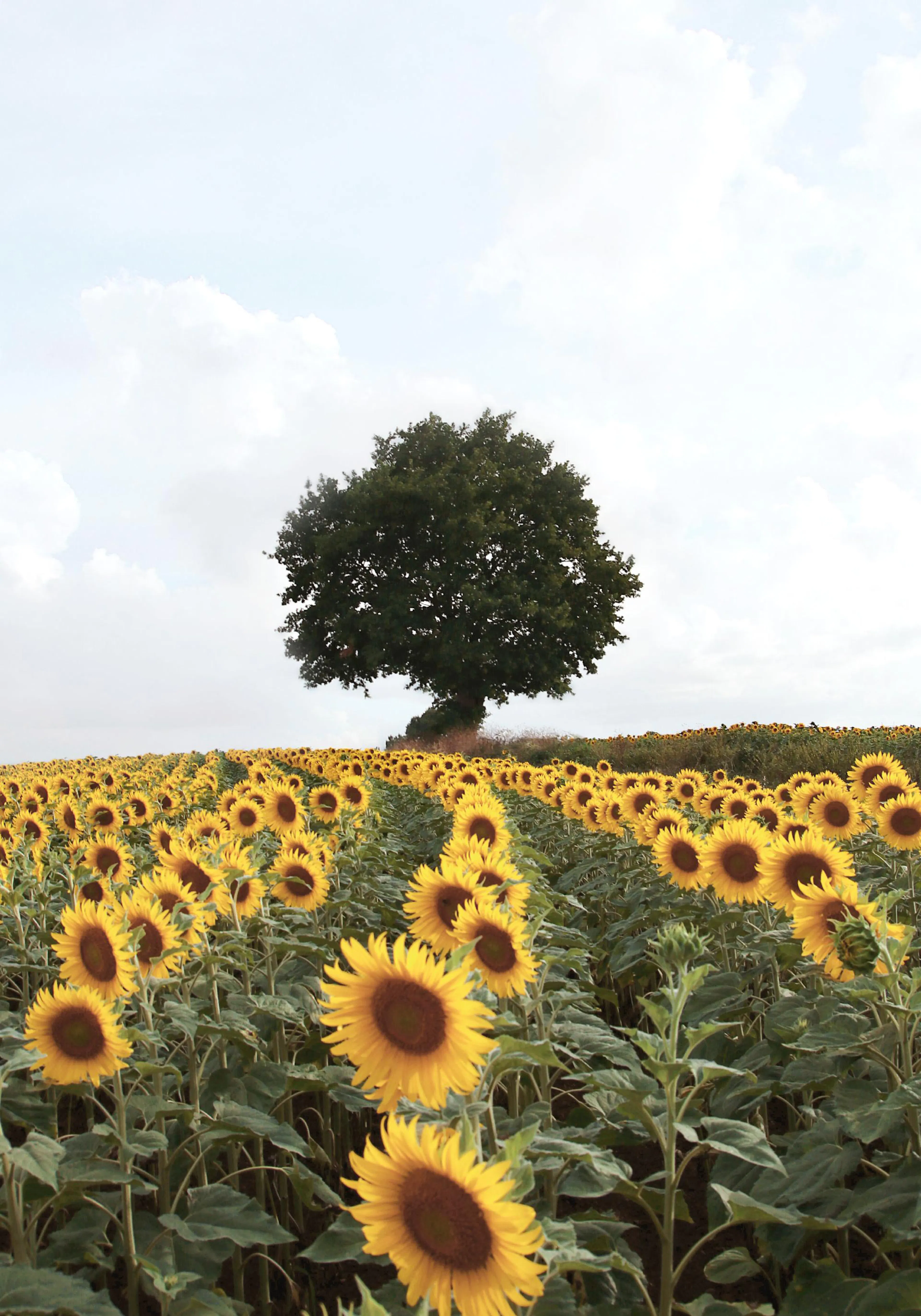 A poster featuring a vibrant field of yellow sunflowers under a grey sky, with a dark green oak tree in the distance.