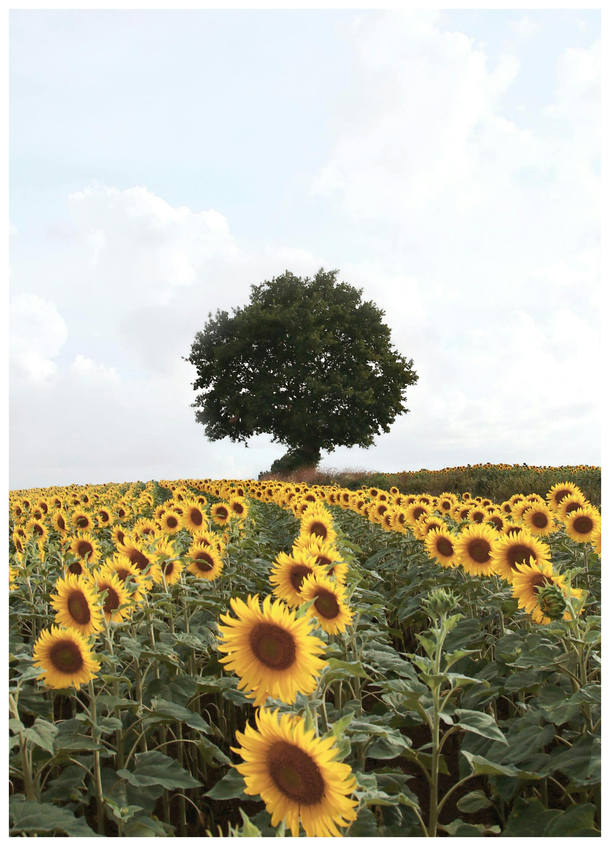Prints Sunflower Meadow Poster (50x70 cm) - Poster Store