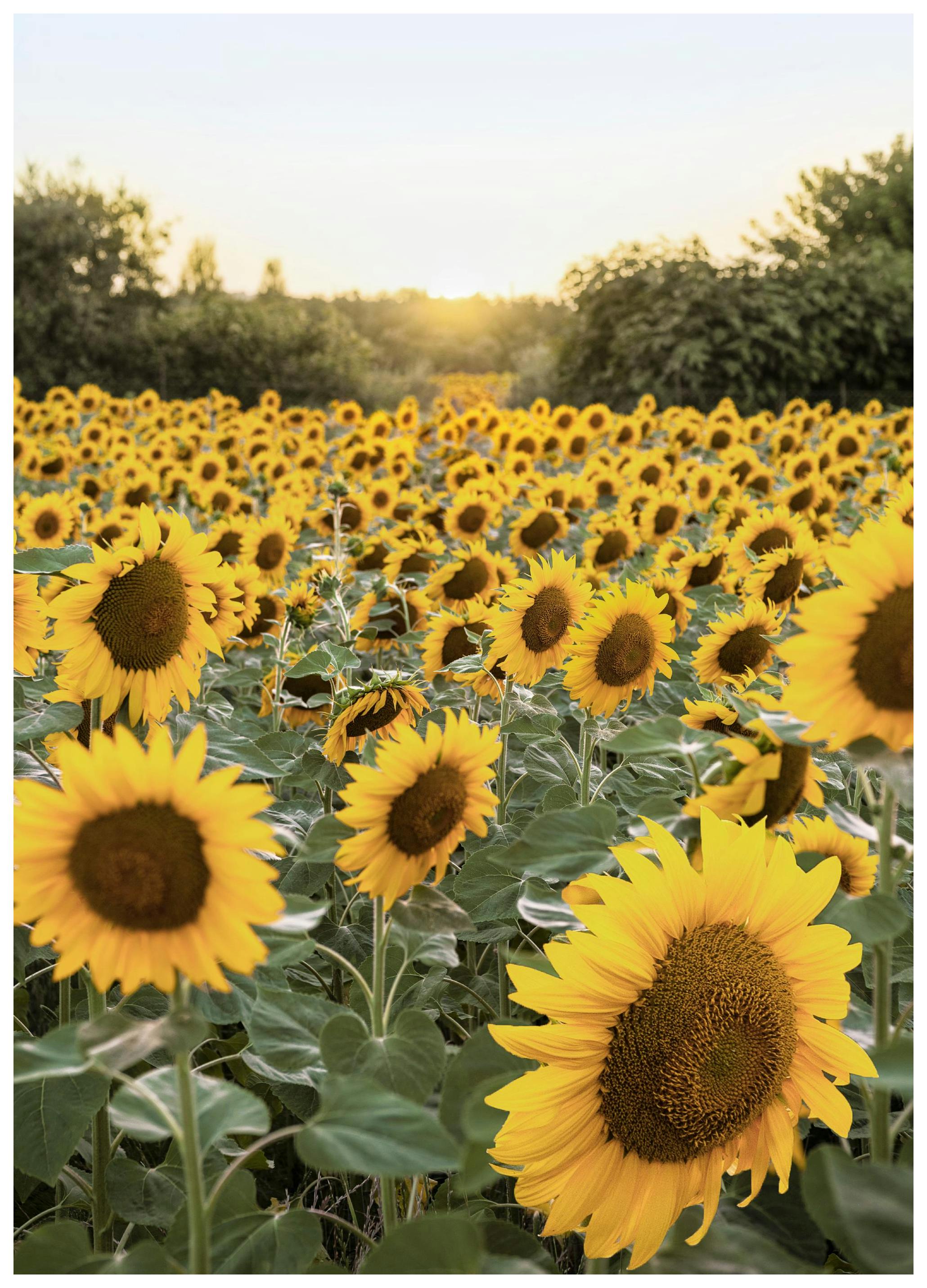 Prints Sunflower Sunset Poster (50x70 cm) - Poster Store