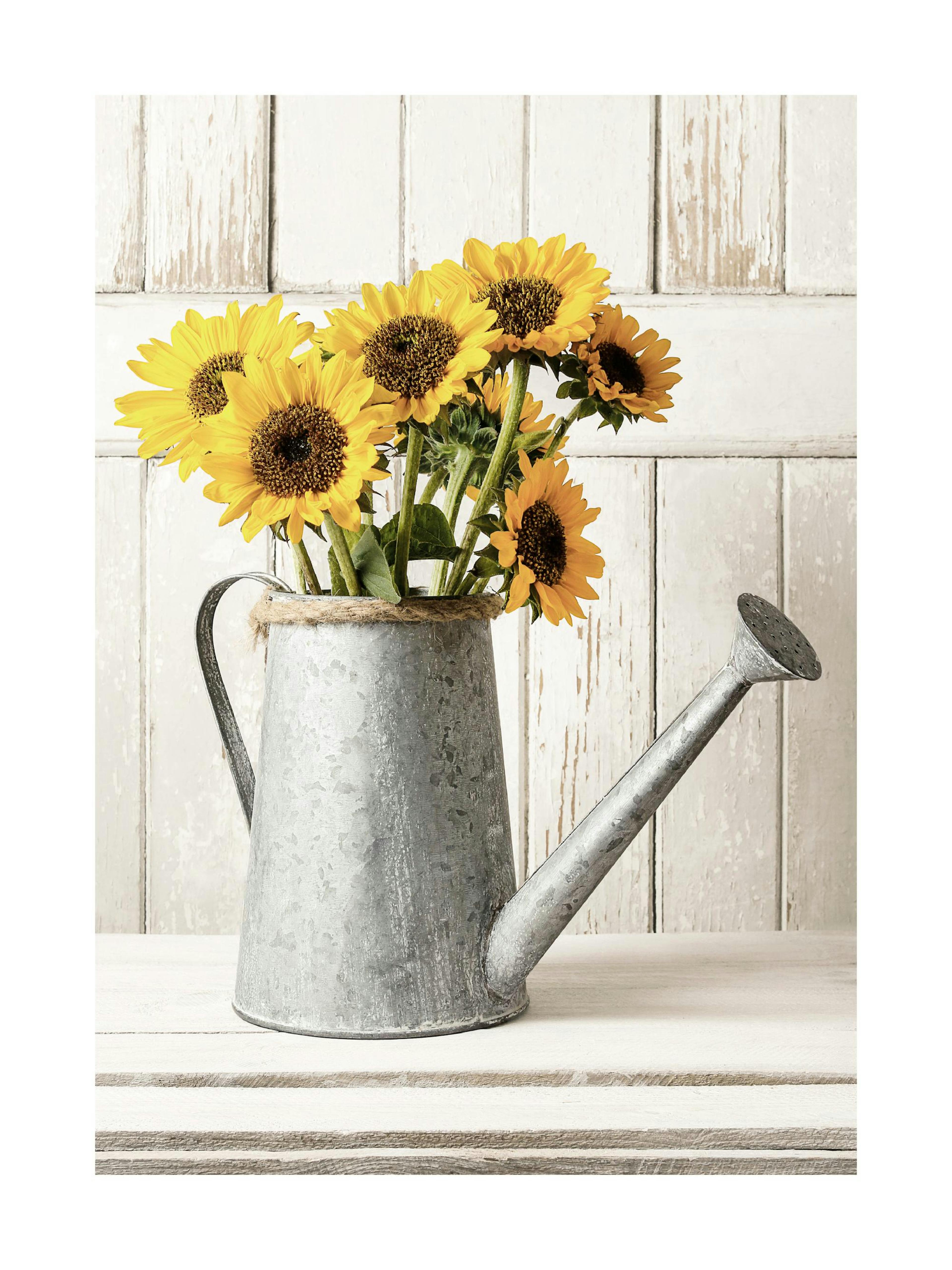 En poster med solrosor i en grå vattenkanna på en träbänk, mot en vit trävägg.