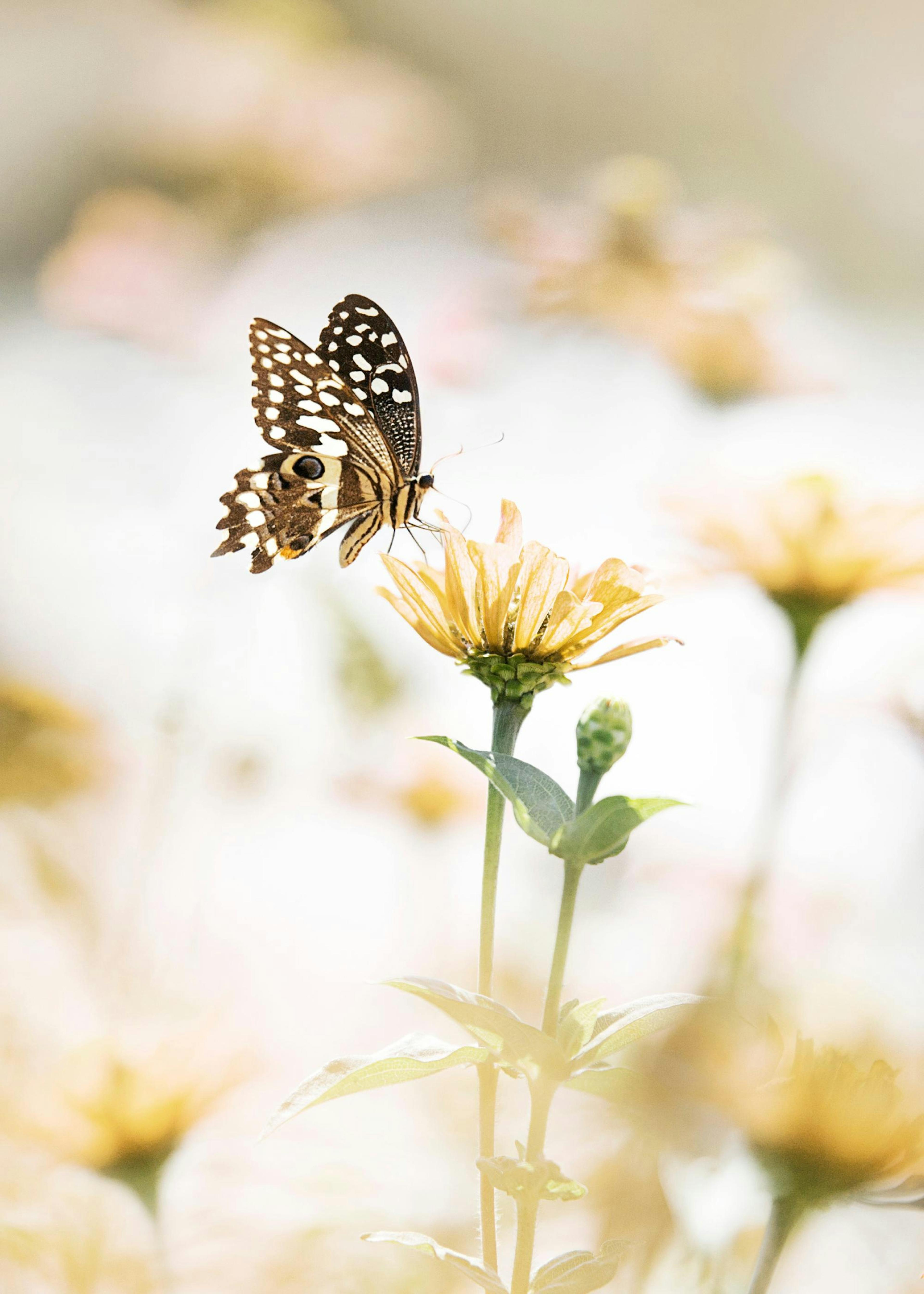 Butterfly Flower Affiche 0