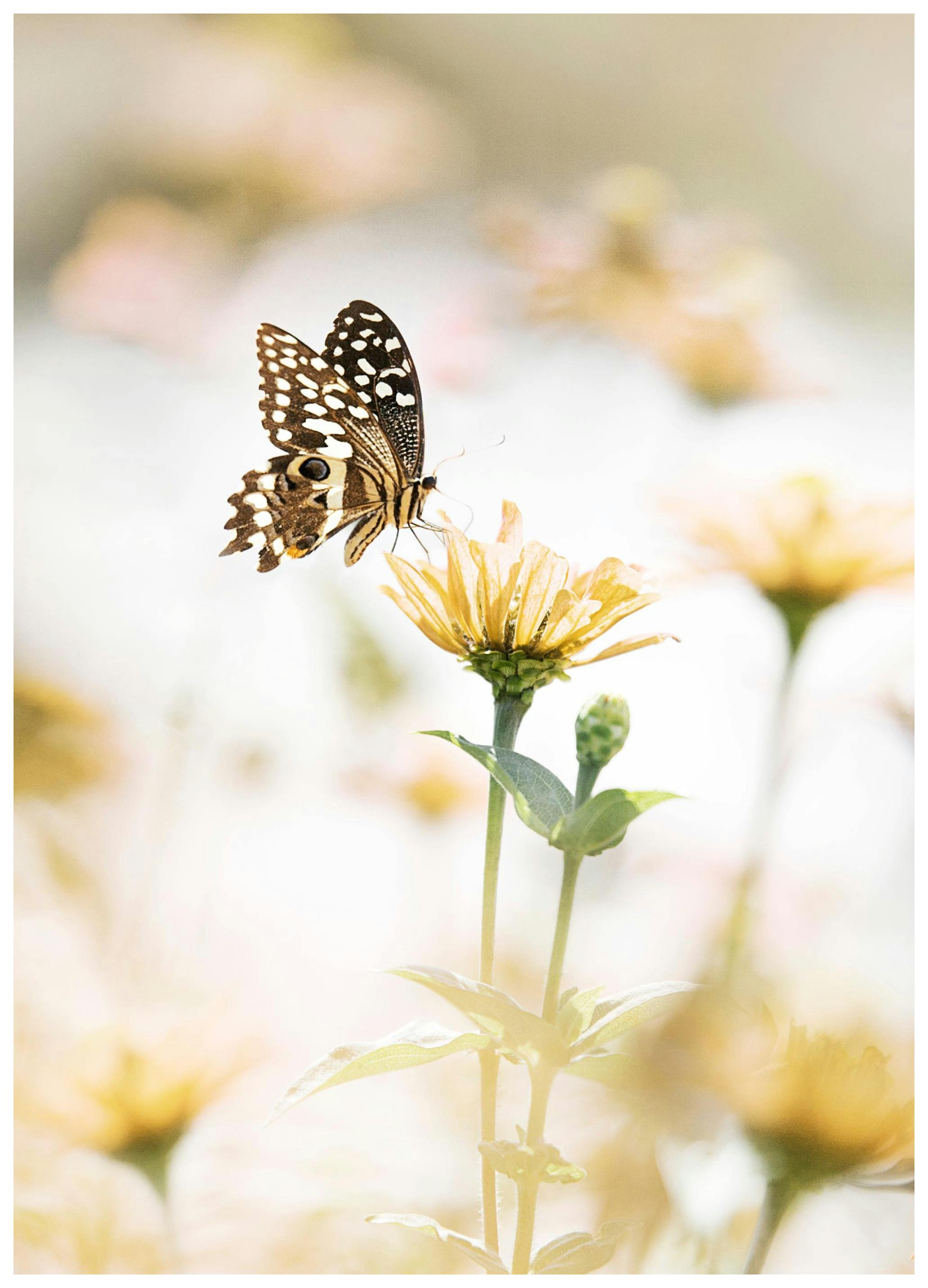 Fjäril på Blomma Poster (21x30 cm) - Poster Store