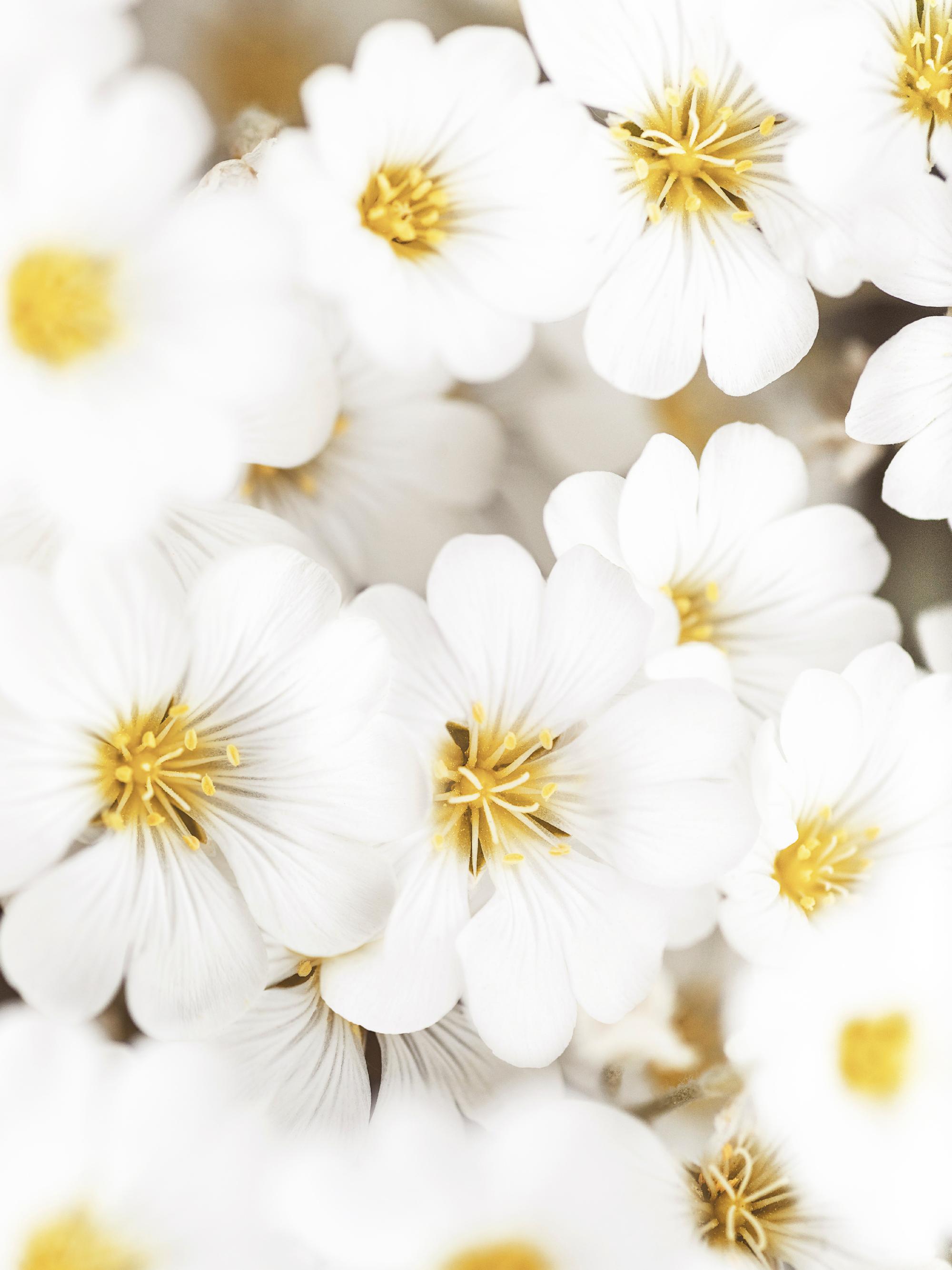 White Summer Flowers Poster with Yellow Centers | Poster Store US