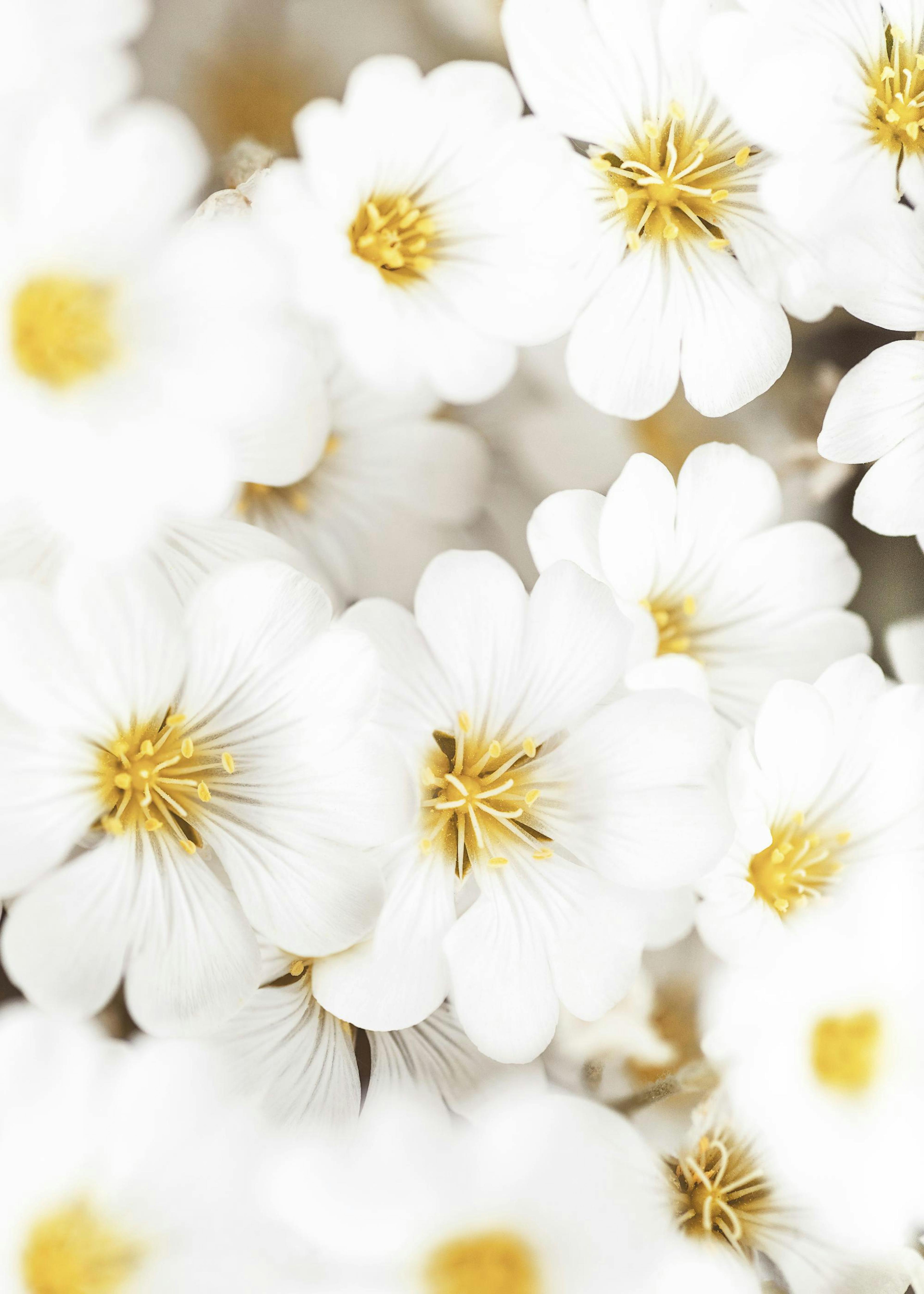Weiße Sommerblumen Poster 0