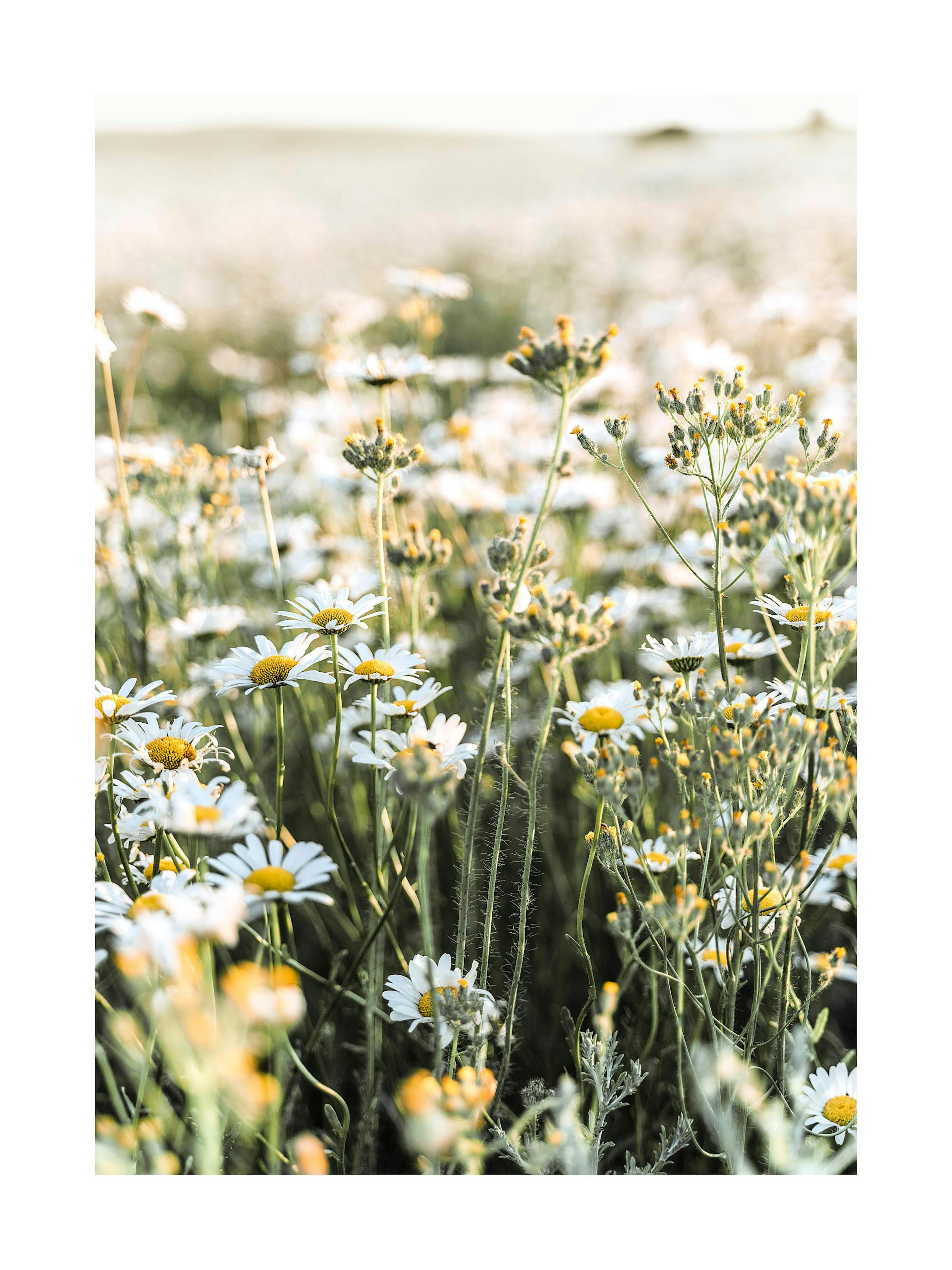 Plakat przedstawiający pole białych rumianków z żółtymi środkami, skąpanych w ciepłym, rozproszonym świetle.