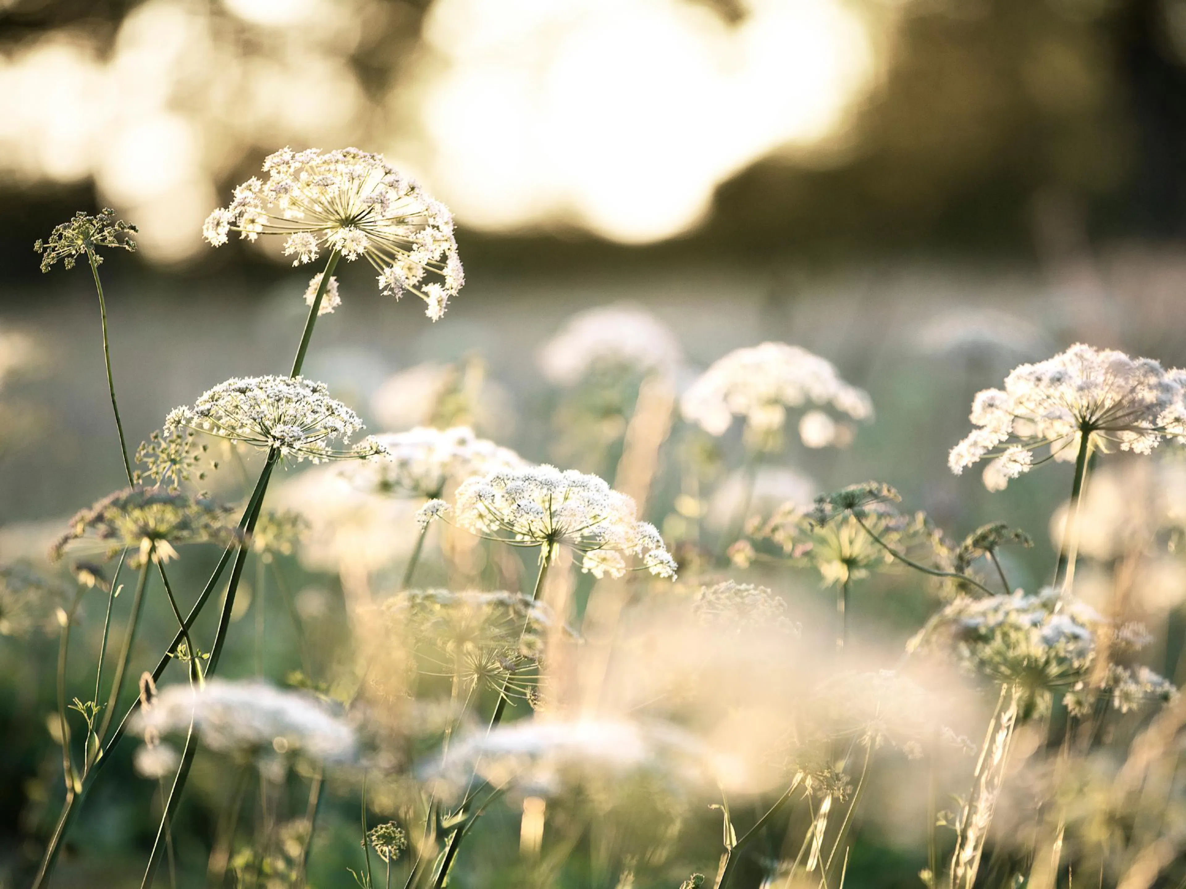 A poster featuring delicate white Queen Annes Lace flowers backlit by a soft, golden sun in a field.