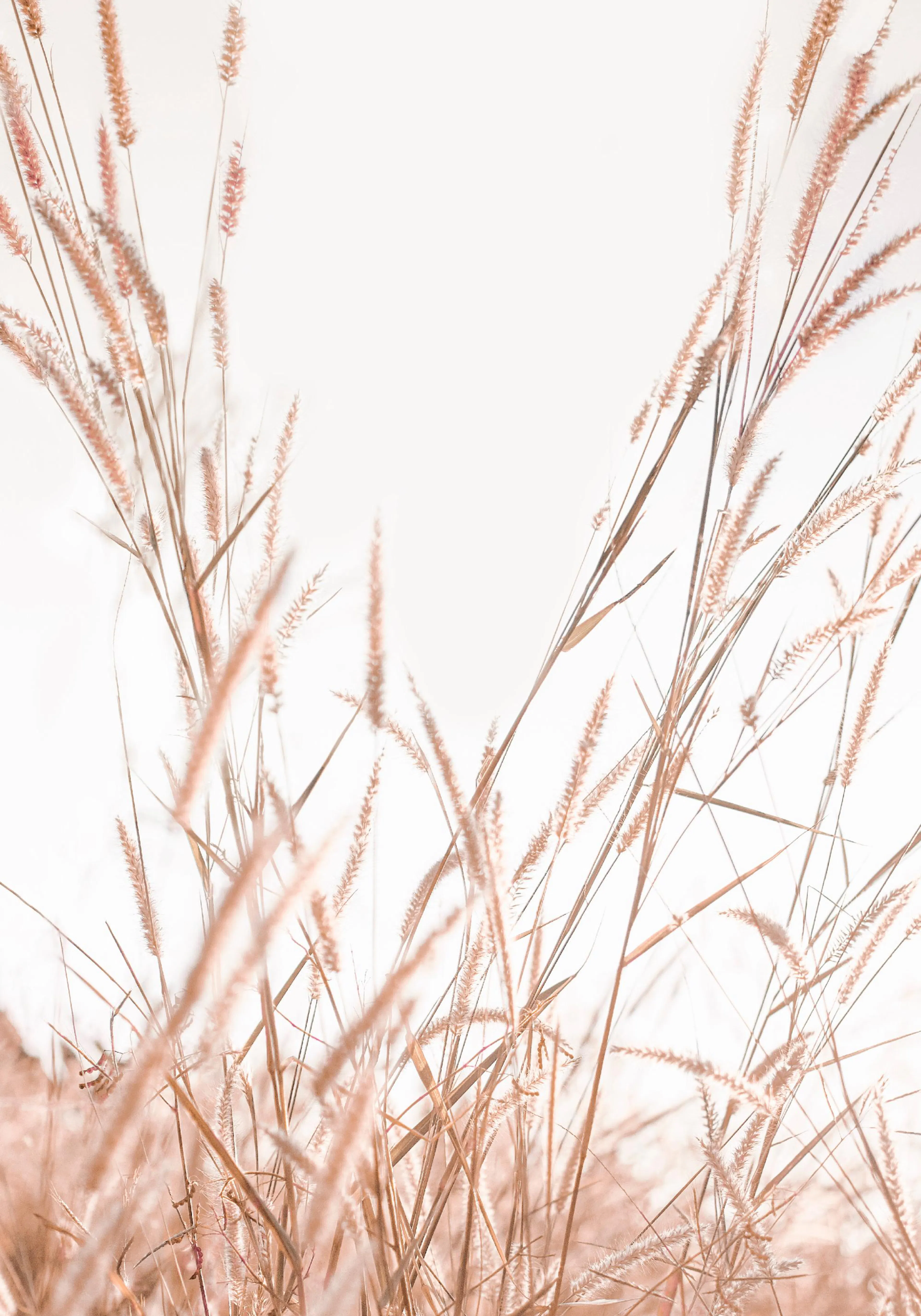 A poster featuring a close-up of light brown and pinkish pampas grass against a bright sky.