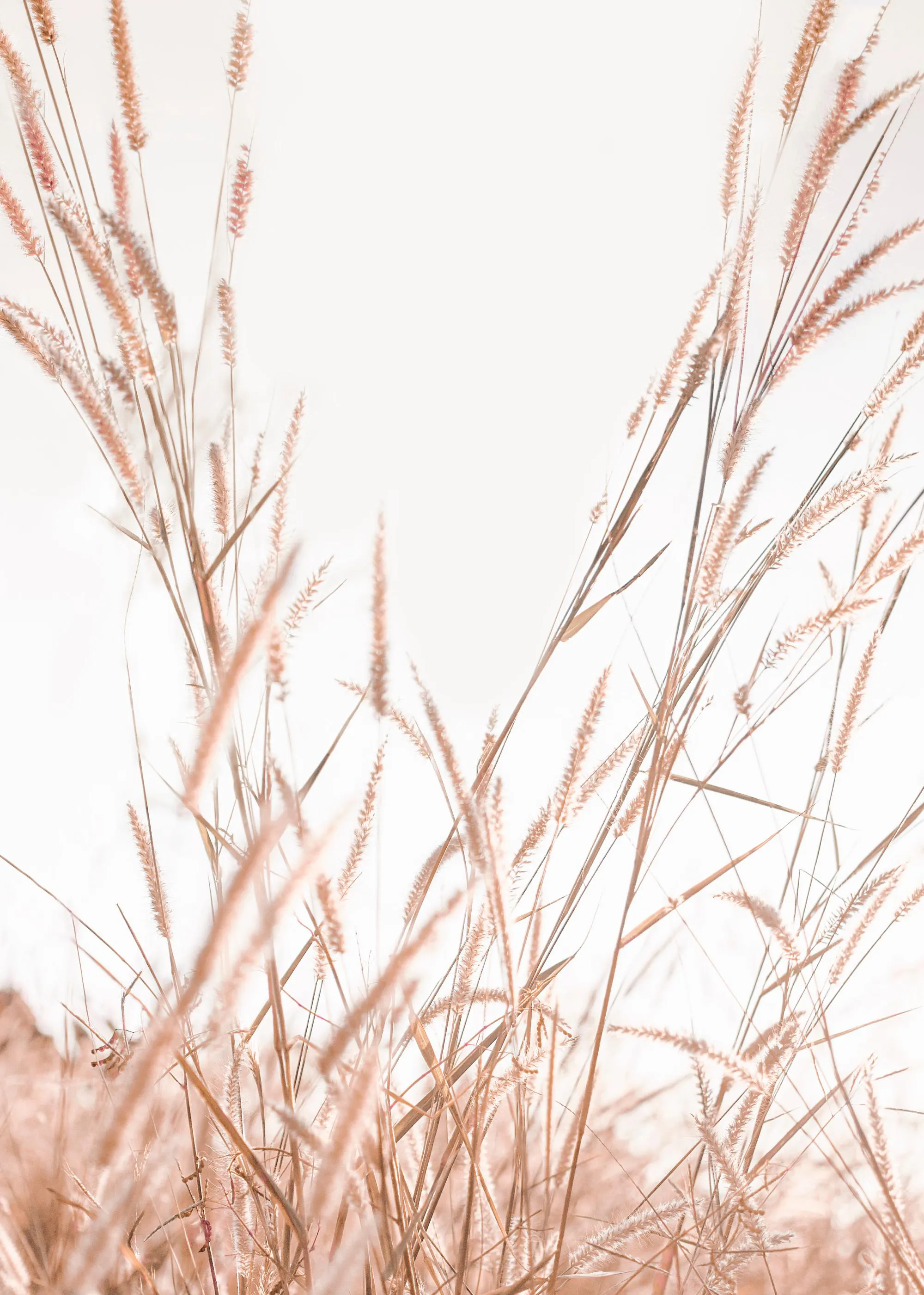 En poster som visar varmt, ljust och mjukt gräs i fokus mot en ljus bakgrund.