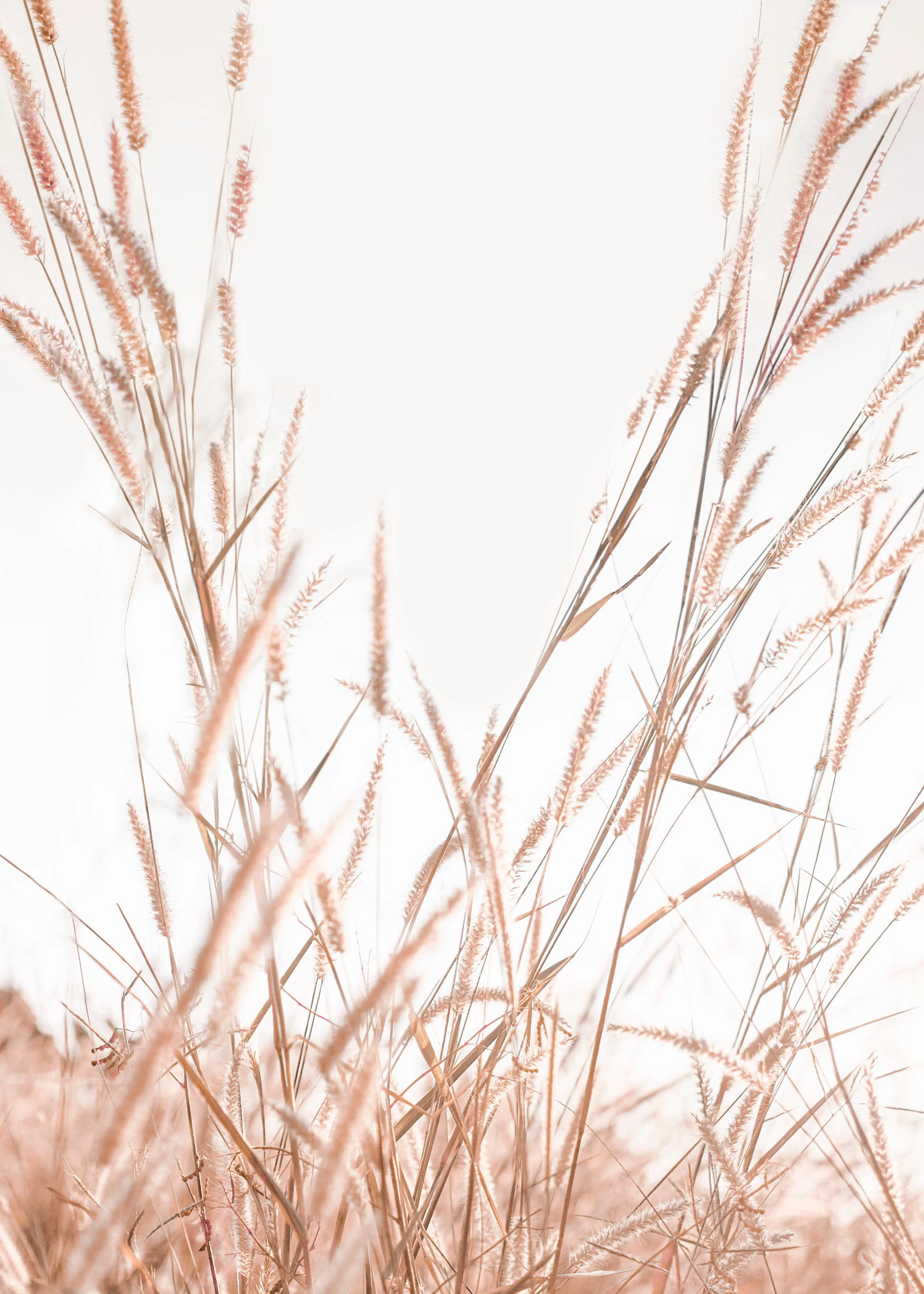 En poster som visar varmt, ljust och mjukt gräs i fokus mot en ljus bakgrund.