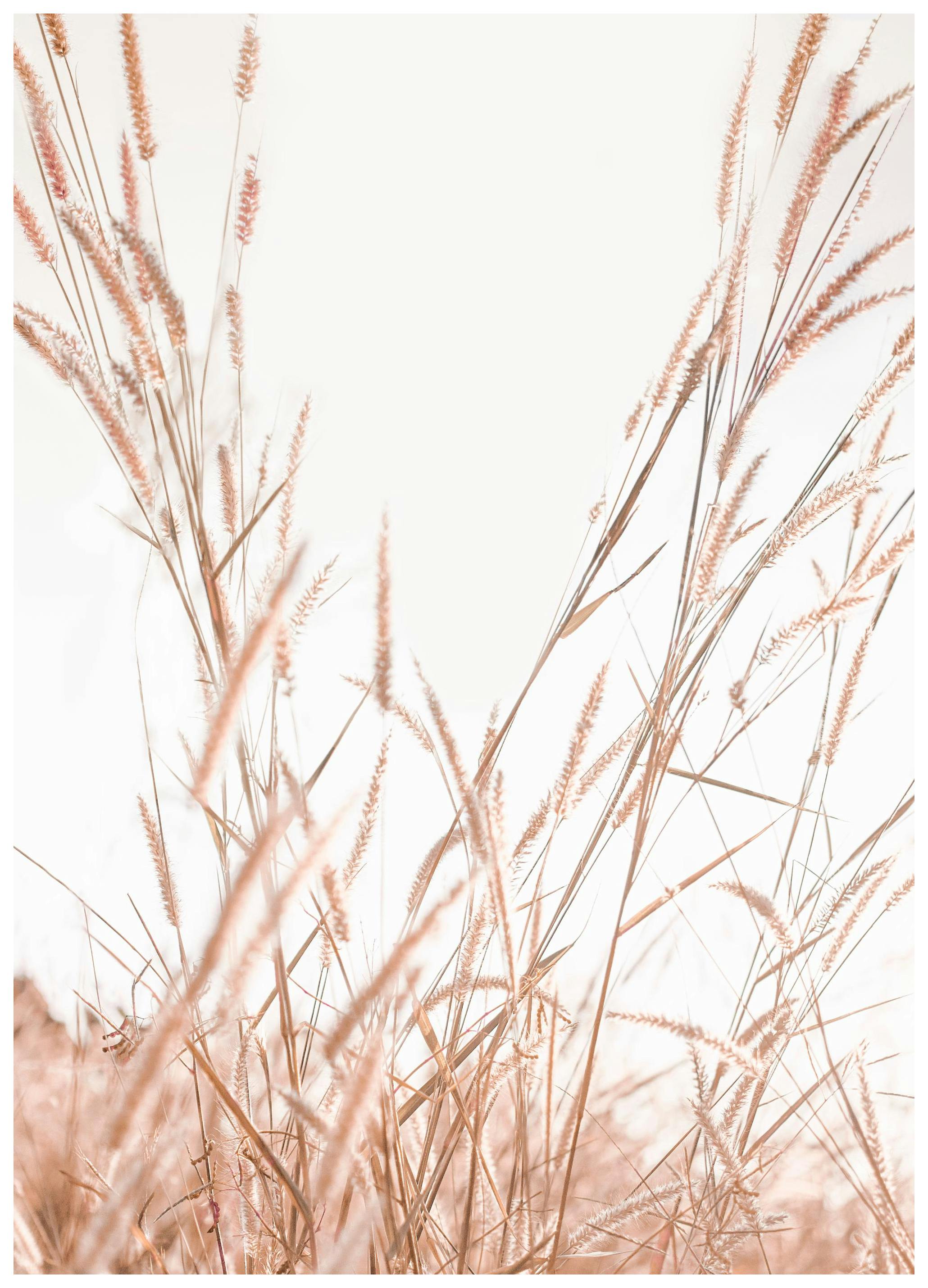 Grass in the Wind Poster (50x70 cm) - Poster Store