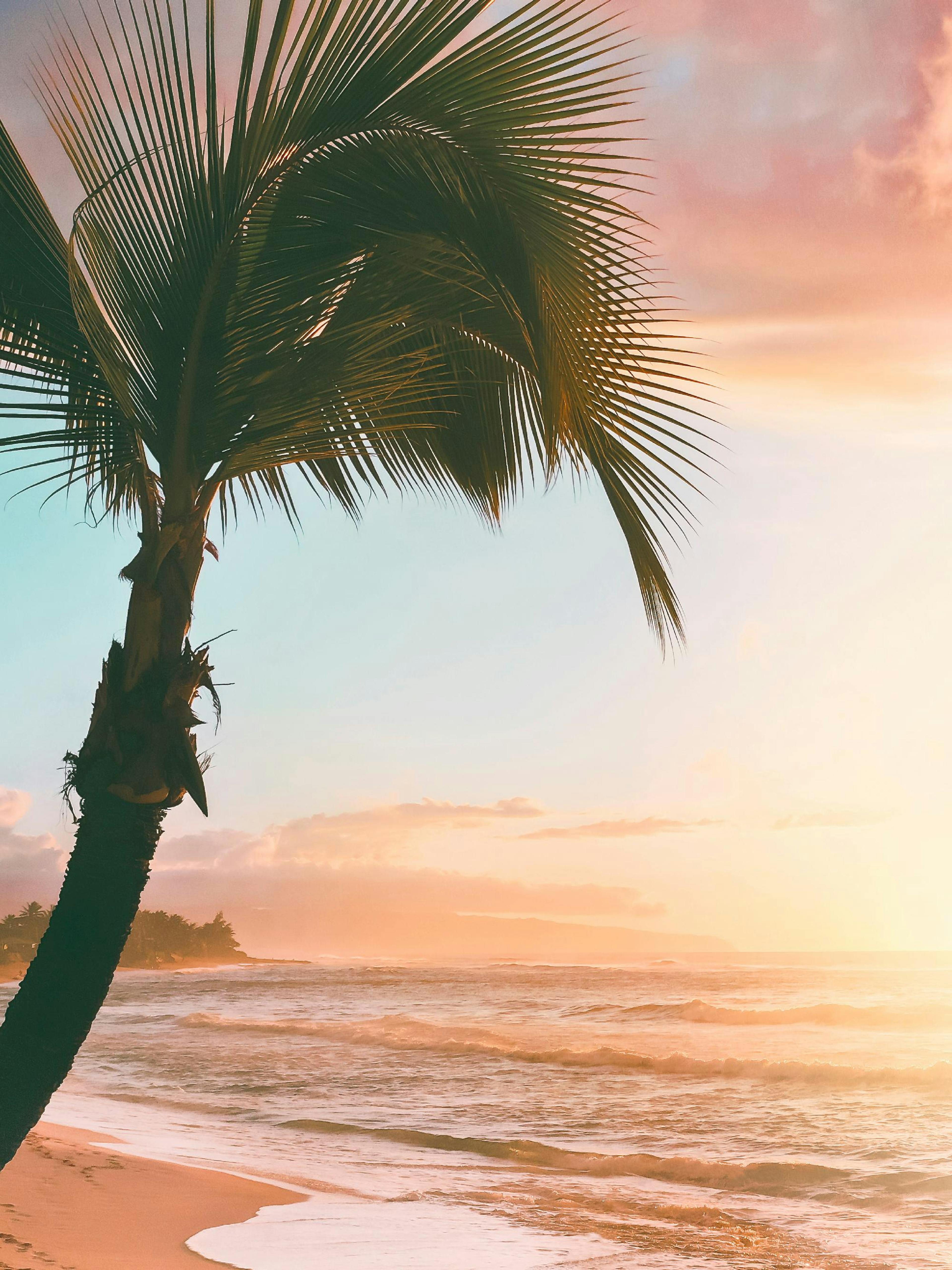 A tropical sunset beach poster with a palm tree on the left, and waves breaking on the sandy shore.