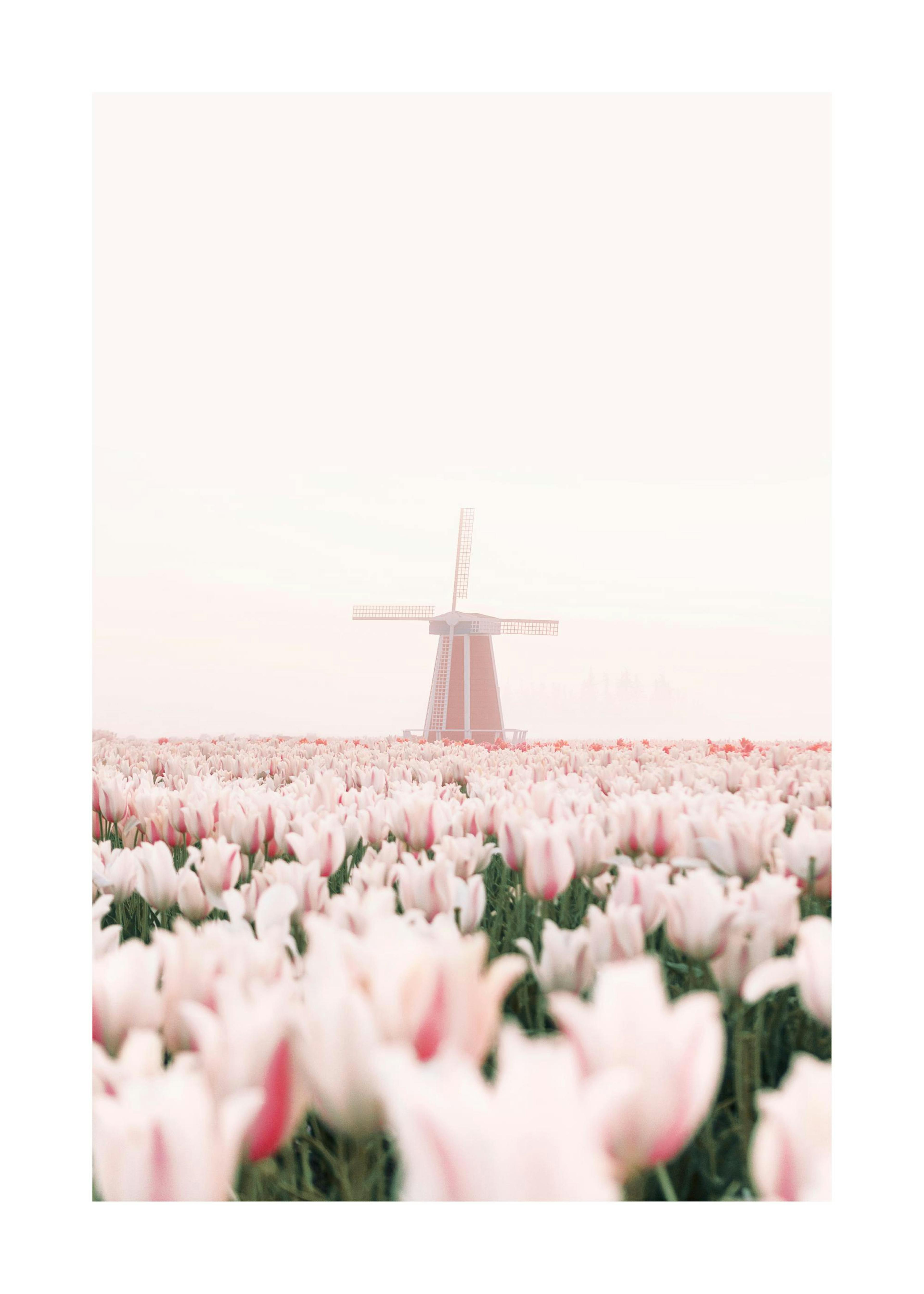 Tulpen Windmühle Poster 0