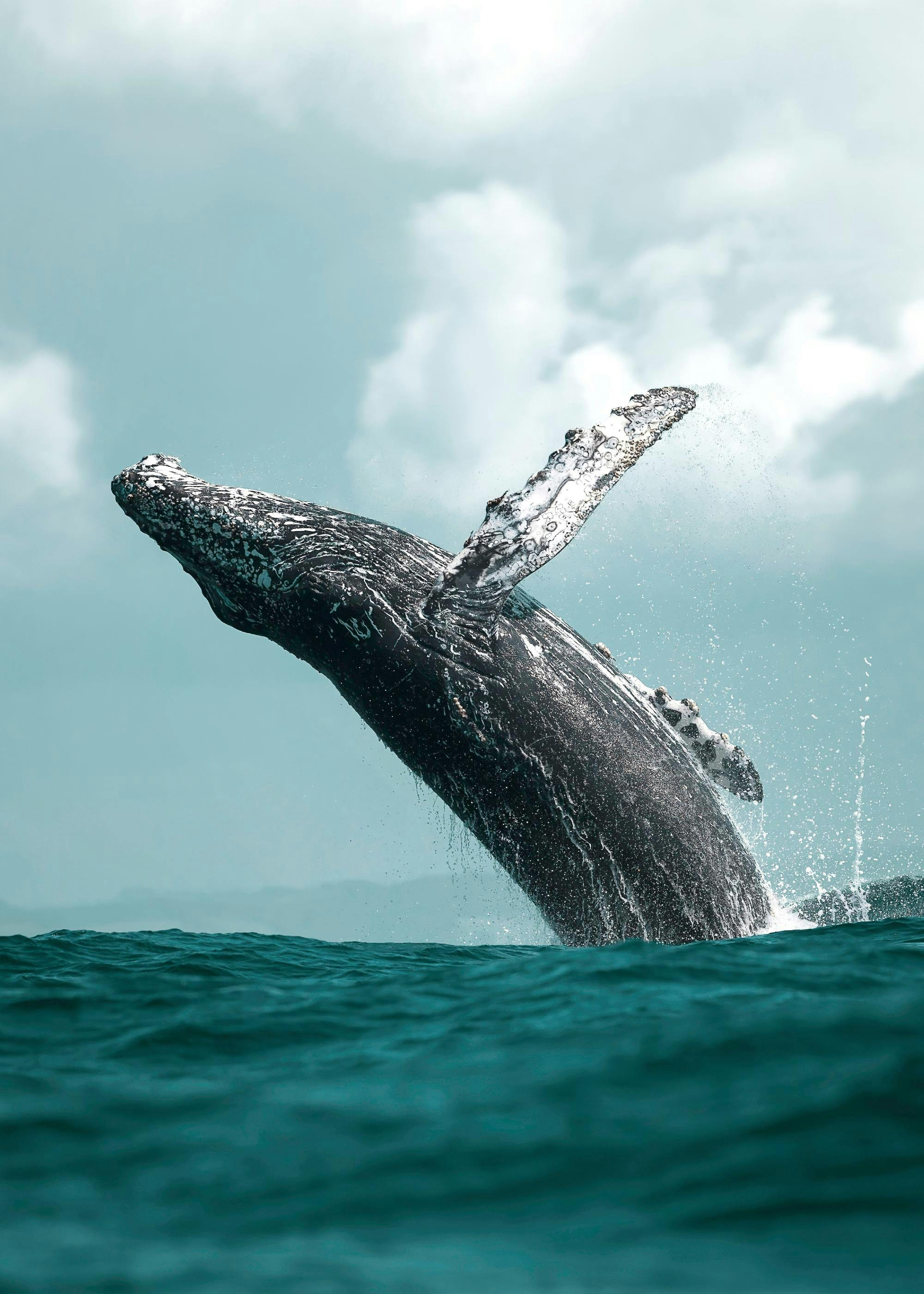 Poster cu o balenă cu cocoașă neagră, ieșind din apă, cu cer azuriu și nori albi pe fundal.