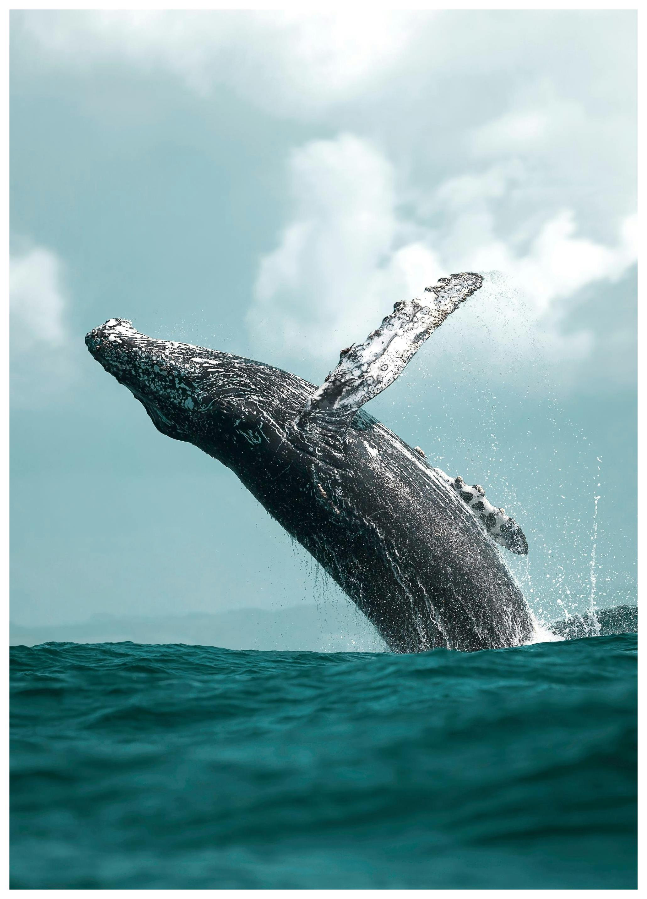 Walvissprong Poster (30x40 cm) - Poster Store