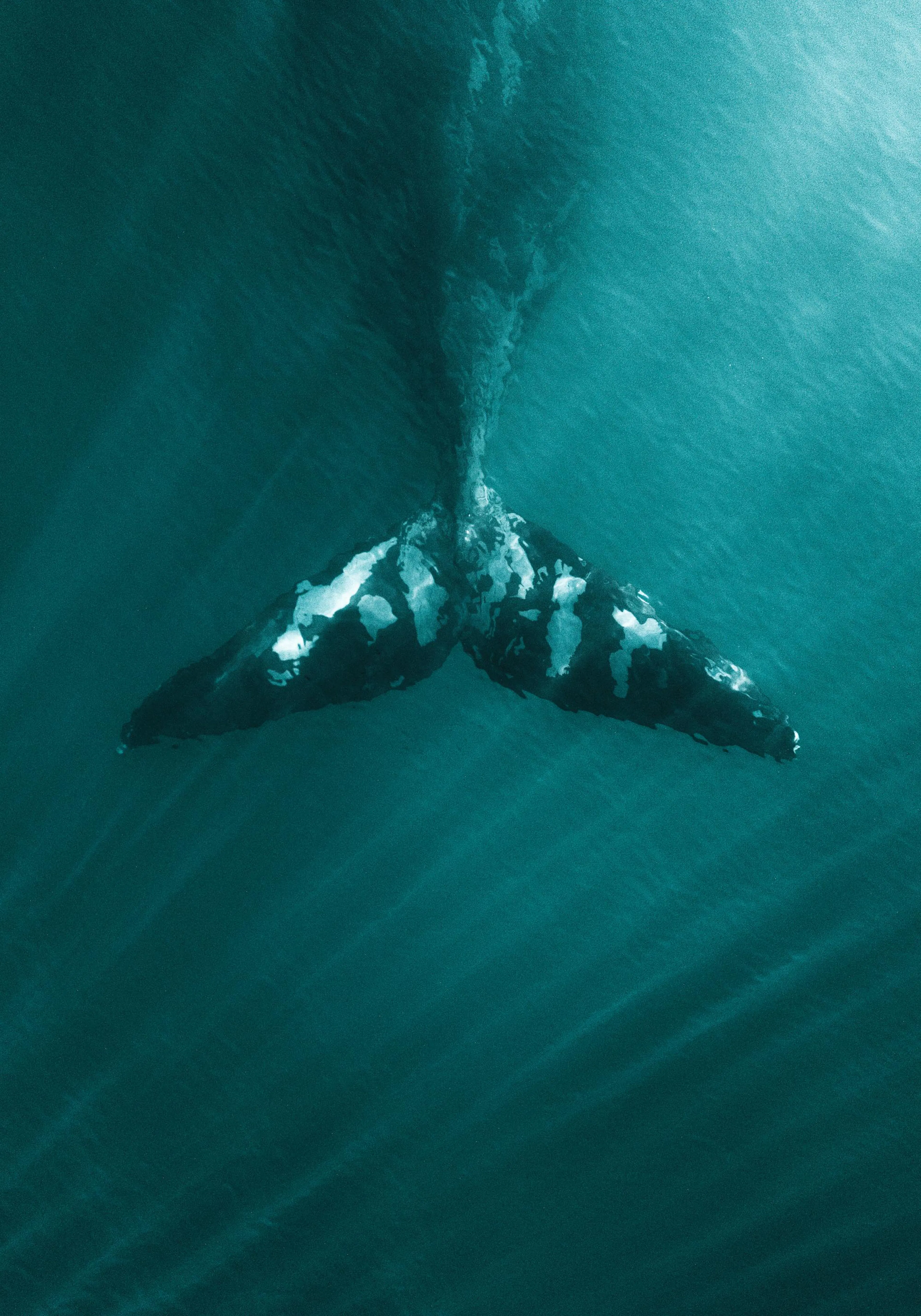 A poster featuring a whales tail emerging from deep teal ocean water, with light rays filtering down.