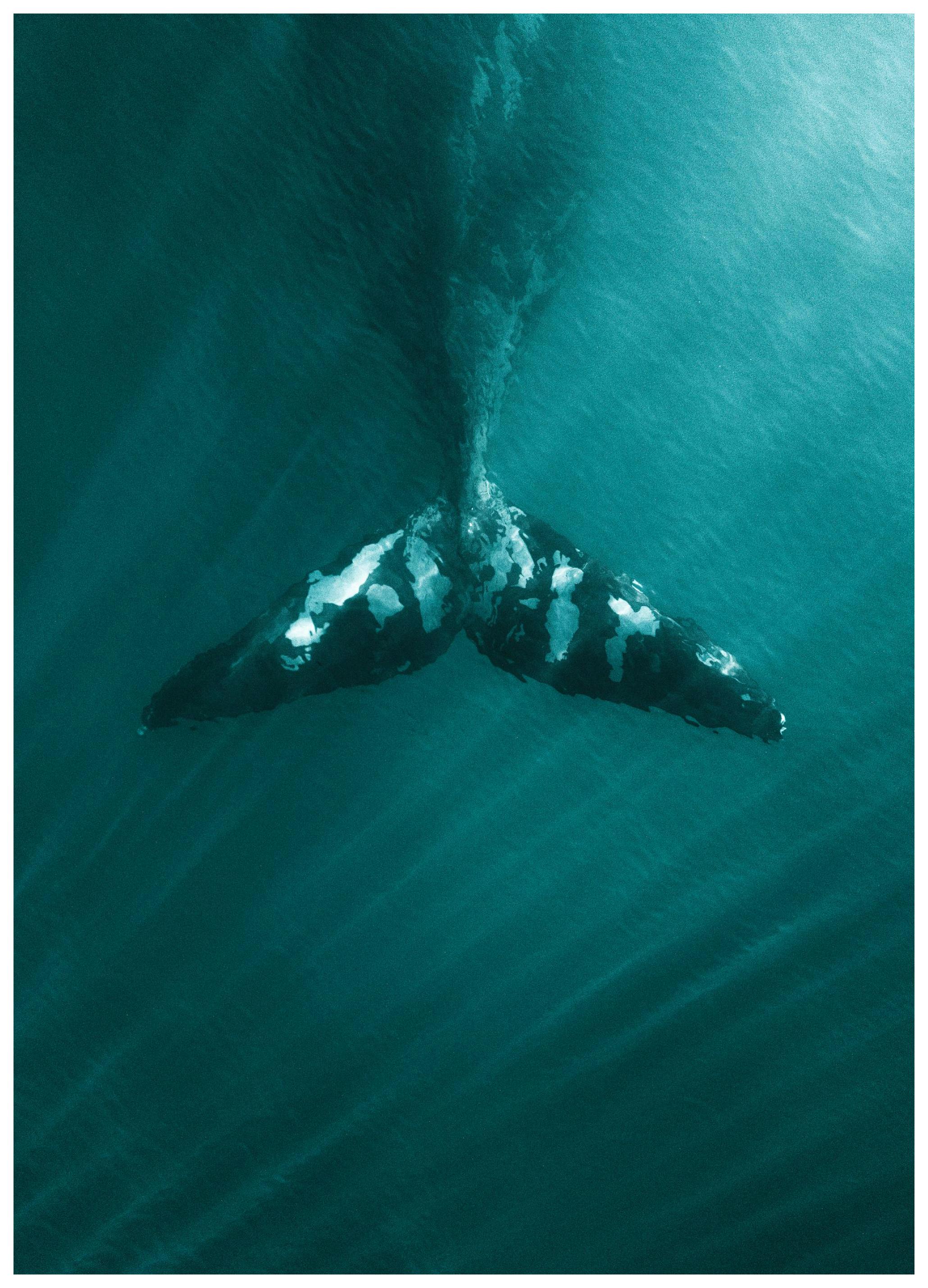 Walvisstaart Poster (21x30 cm) - Poster Store
