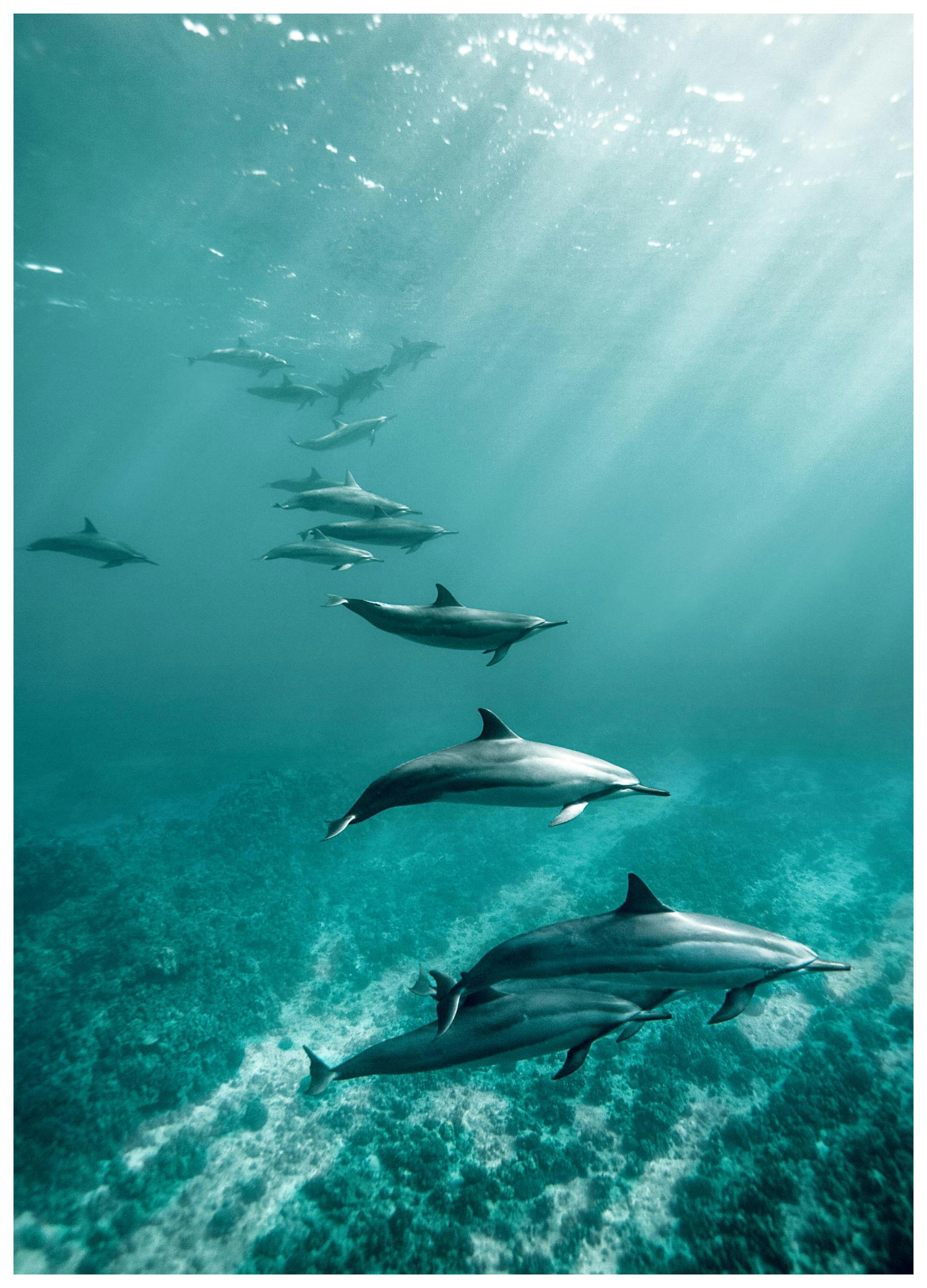 Oceaan Dolfijnen Poster (50x70 cm) - Poster Store