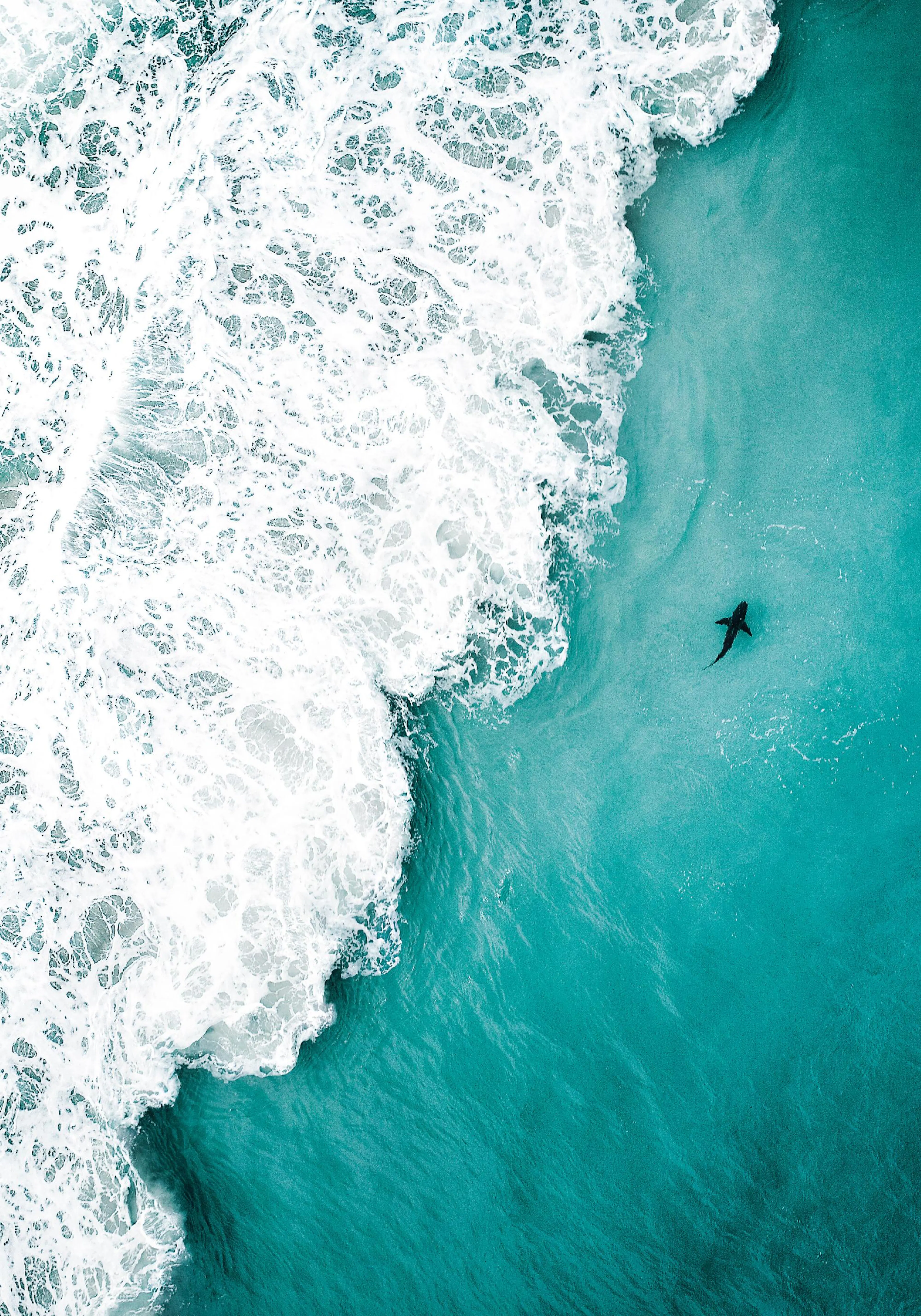 Poster dune vue aérienne dun requin nageant dans locéan turquoise avec des vagues blanches déferlantes.