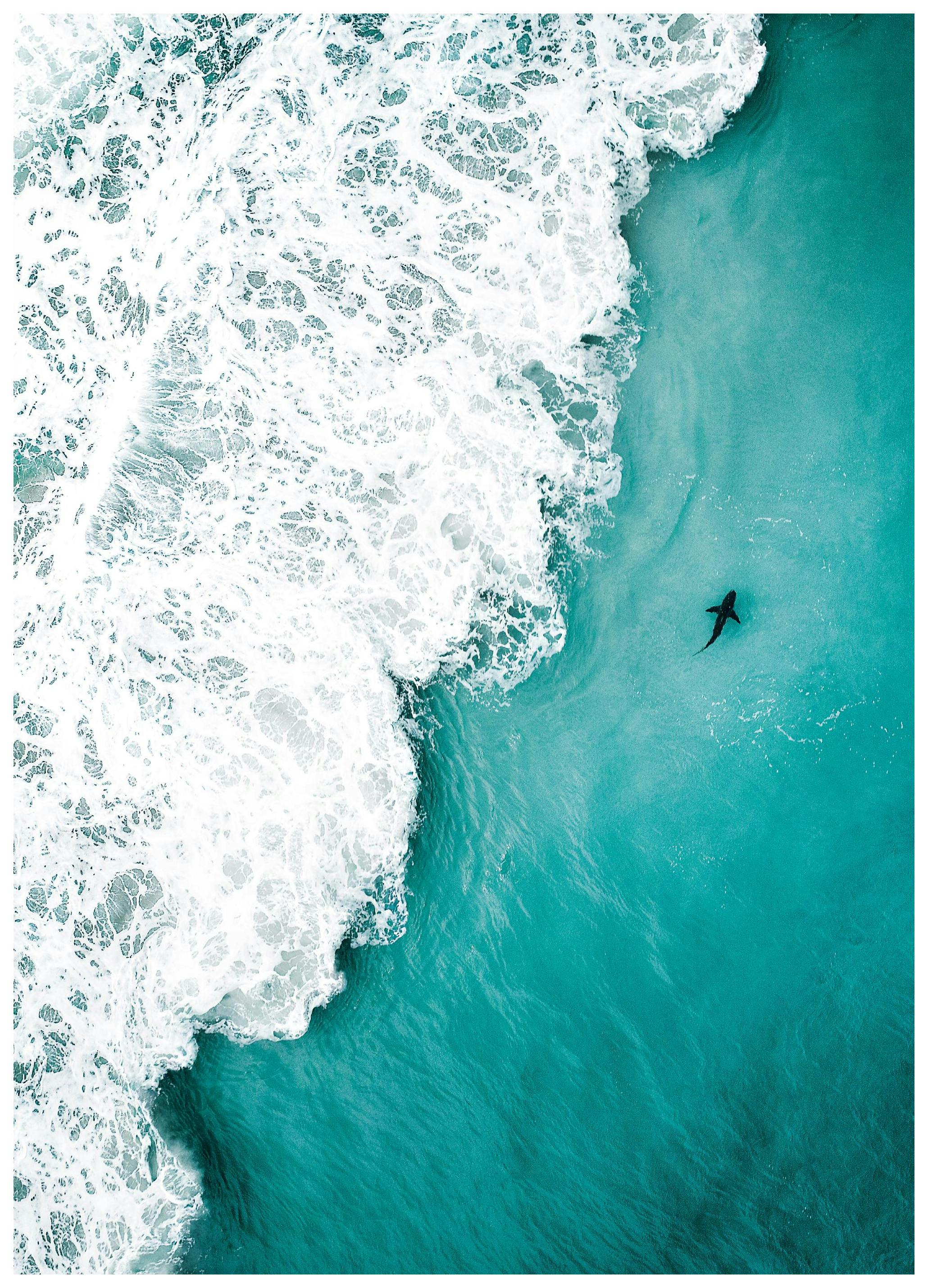 Haaien spotten Poster (30x40 cm) - Poster Store