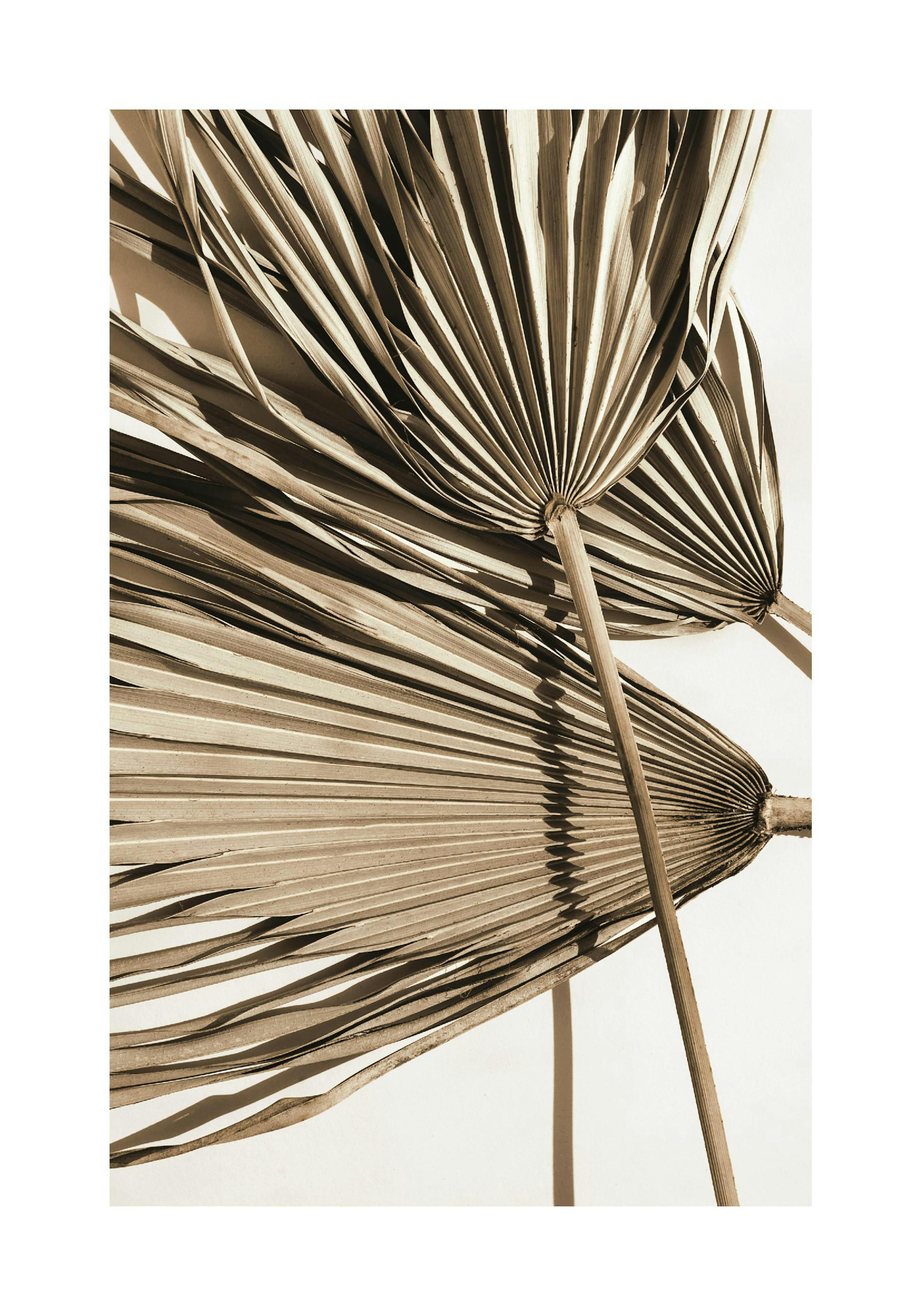 Póster de hojas de palma secas en tonos sepia con sombras nítidas, creando un estilo tropical botánico.